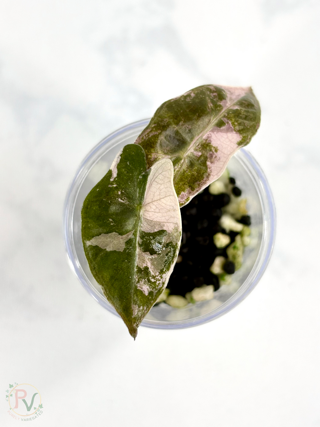 Pink Pseudo Sanderiana Alocasia 2