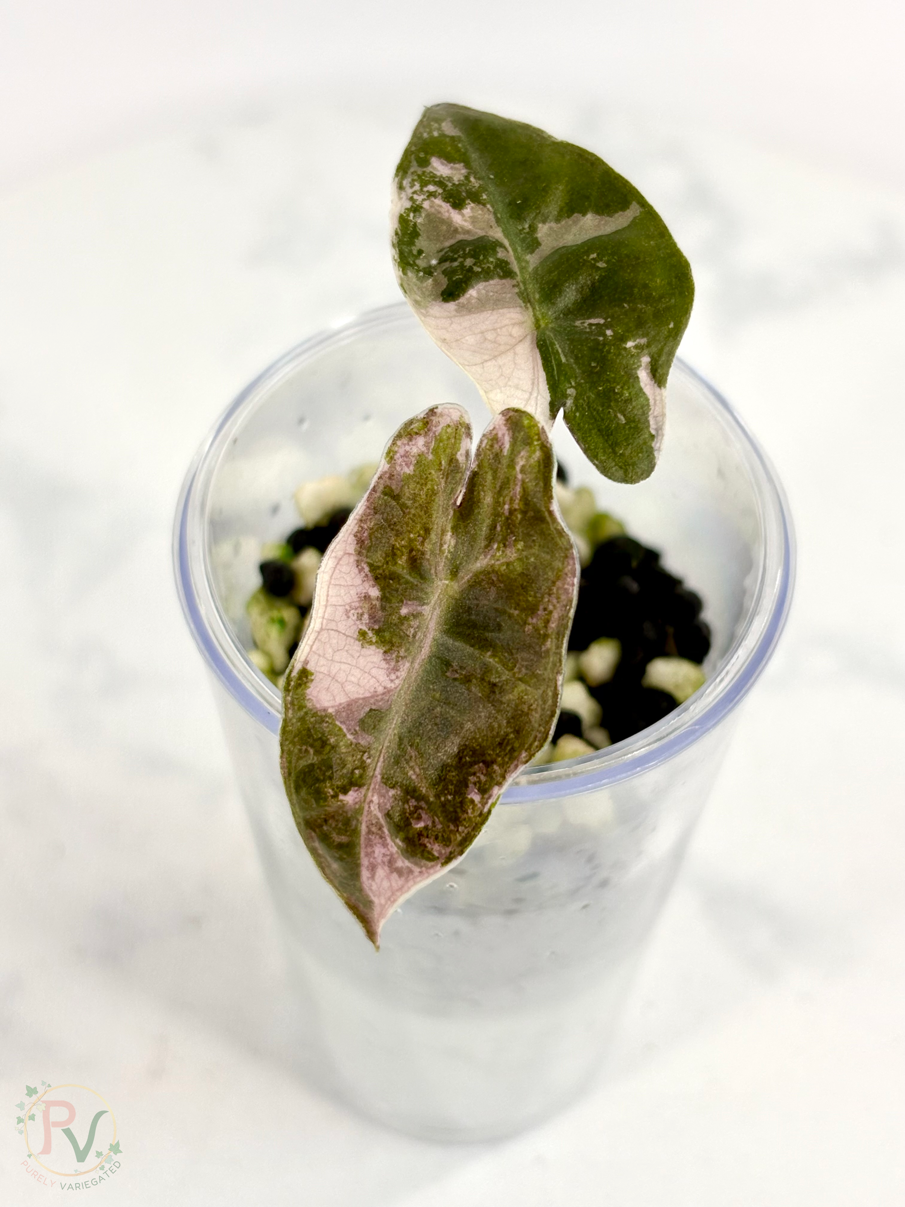 Pink Pseudo Sanderiana Alocasia 2