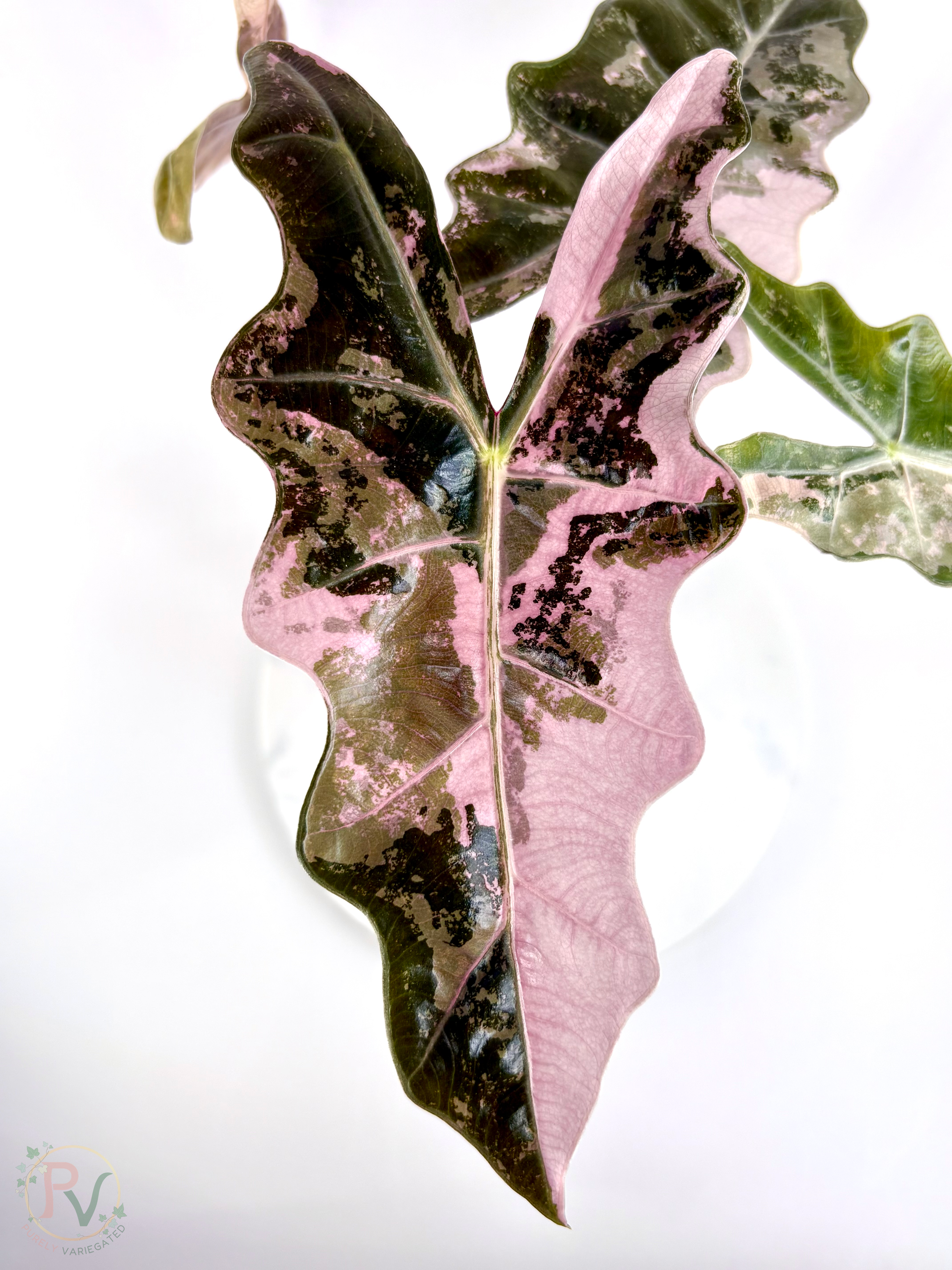 Pink Pseudo Sanderiana Alocasia 1