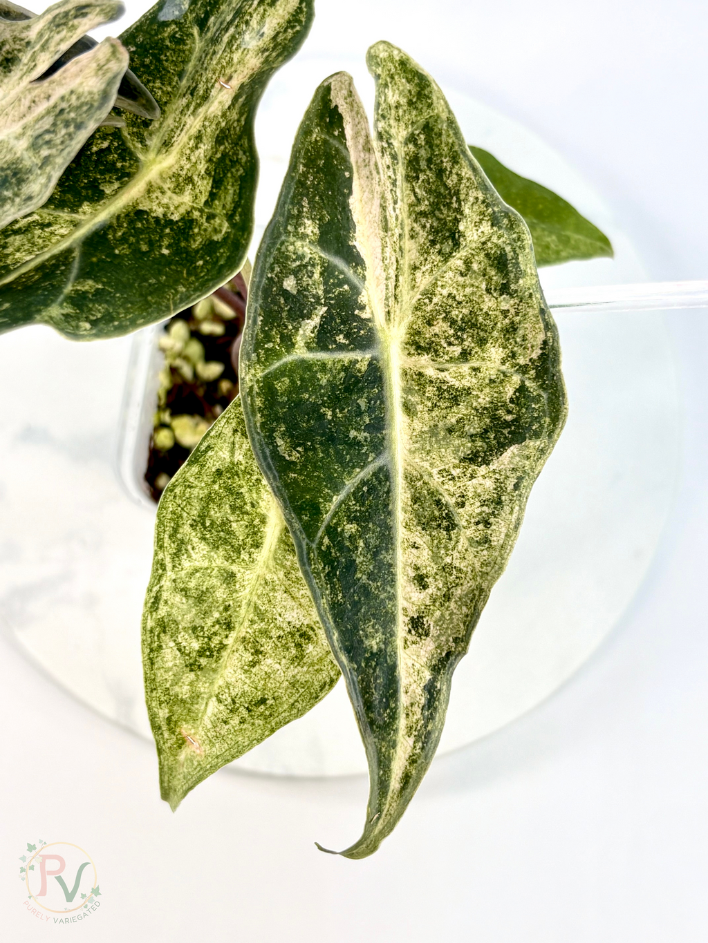 Pink Satun Stardust Alocasia - Mother Plant