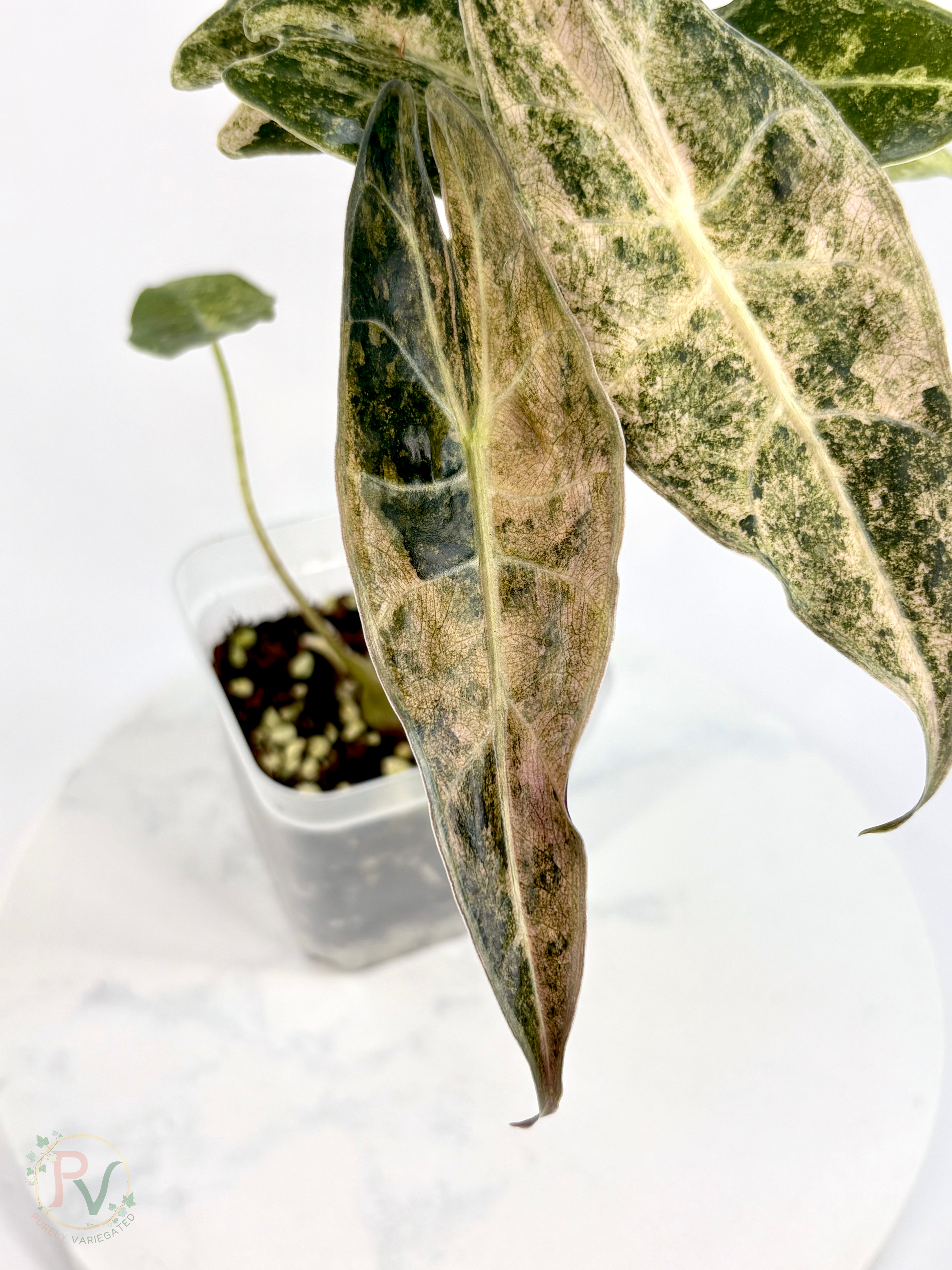 Pink Satun Stardust Alocasia - Mother Plant