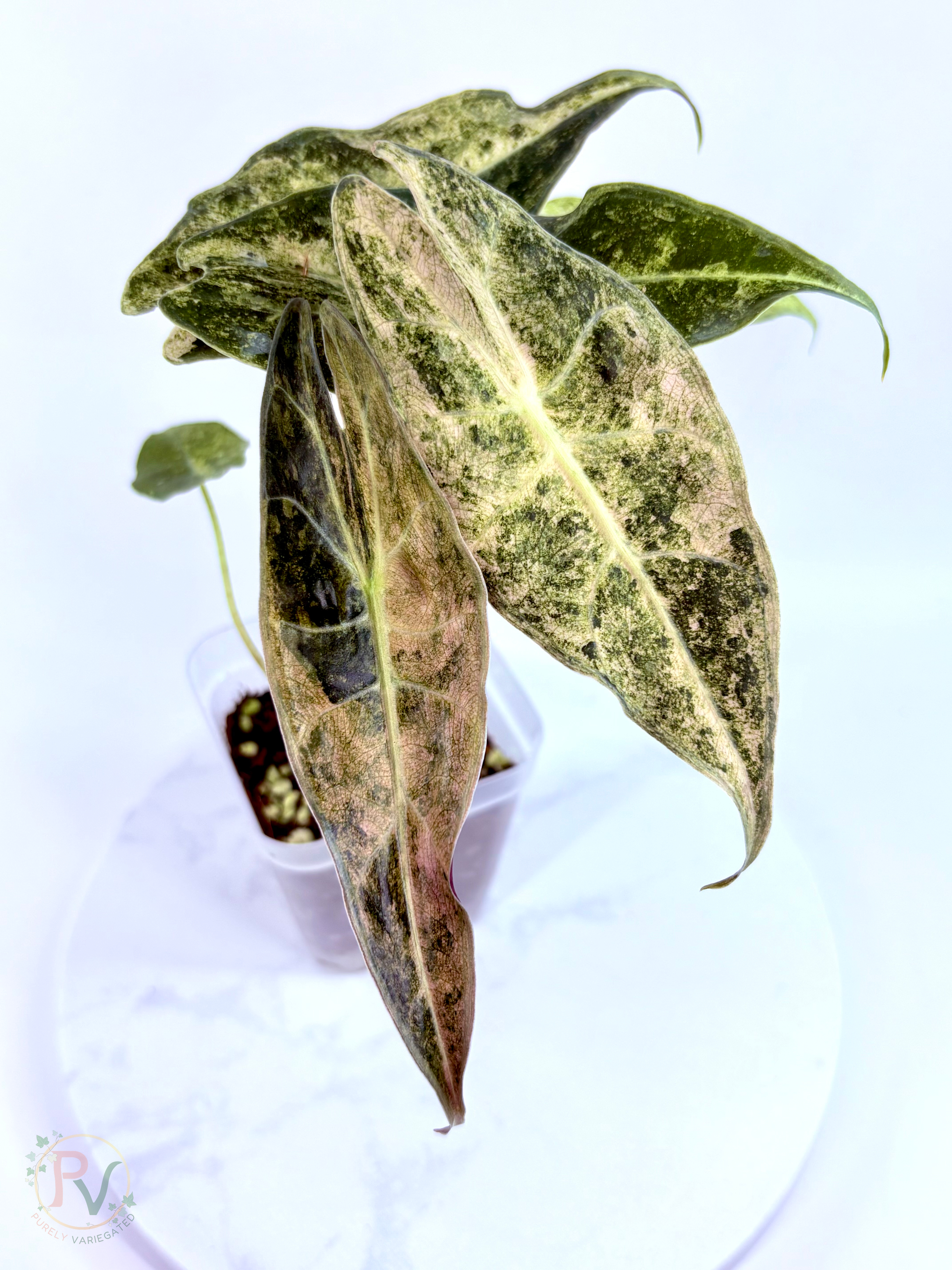 Pink Satun Stardust Alocasia - Mother Plant