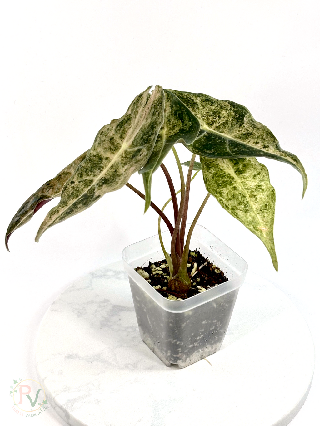 Pink Satun Stardust Alocasia - Mother Plant