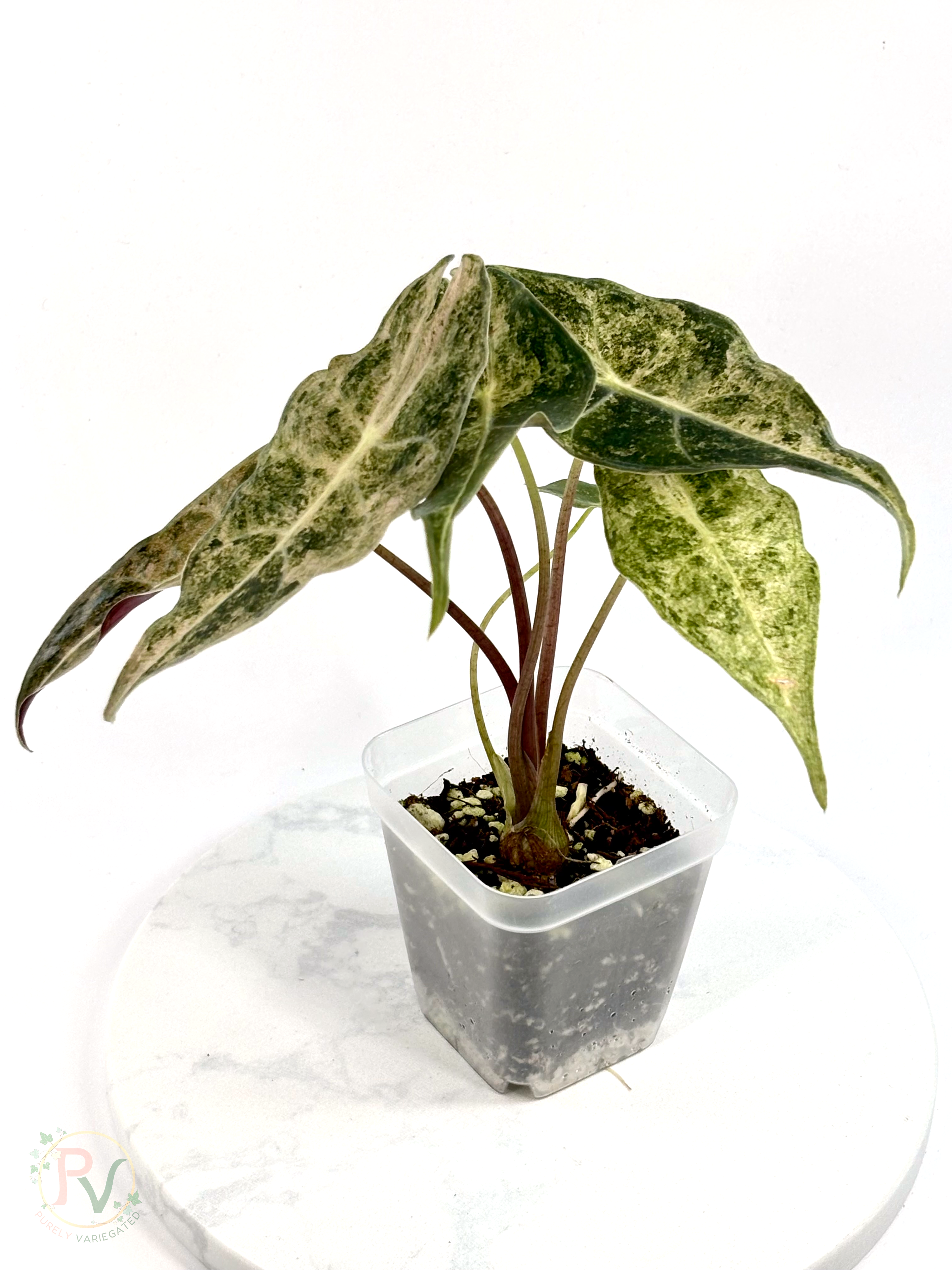 Pink Satun Stardust Alocasia - Mother Plant