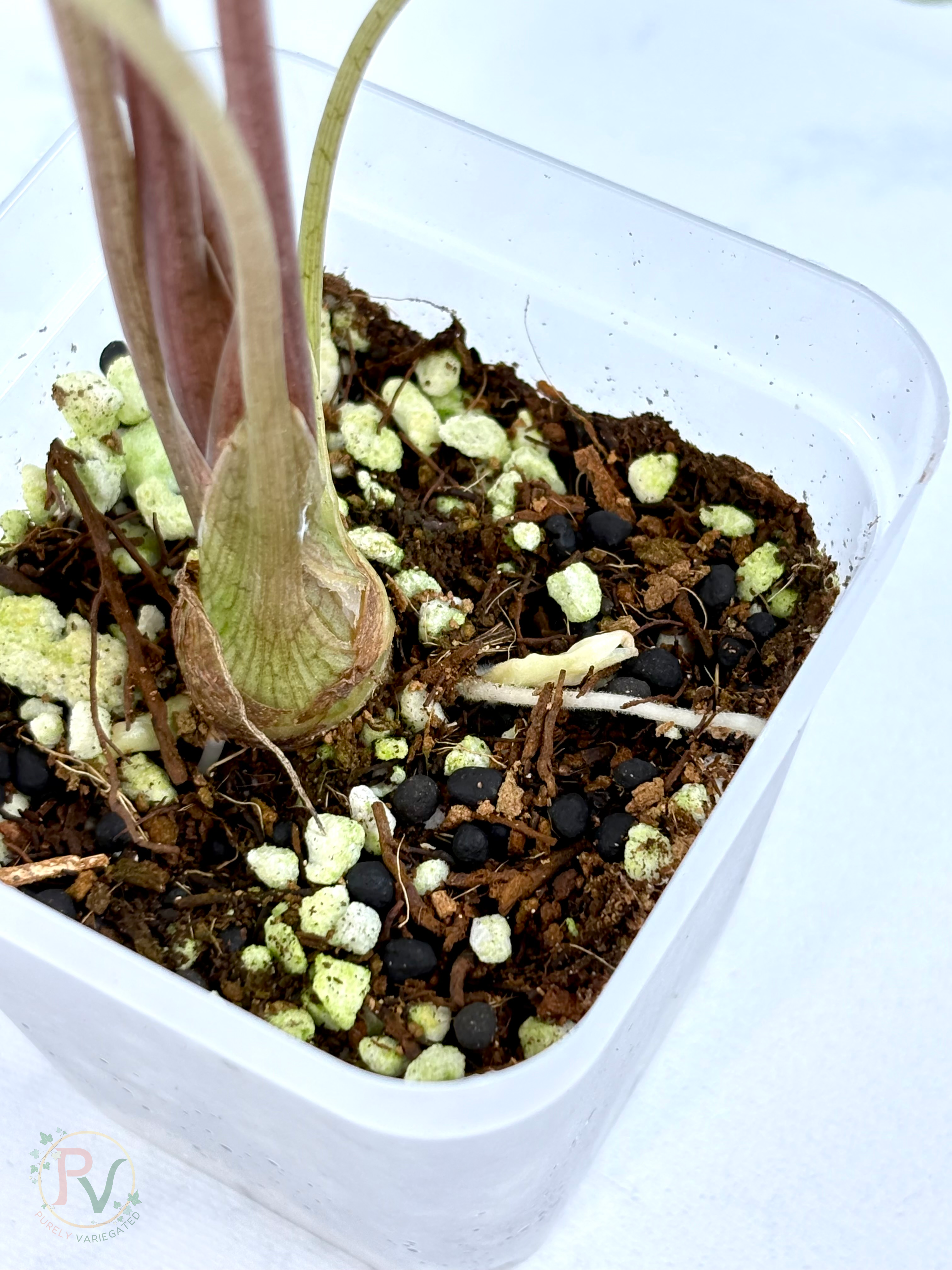Pink Satun Stardust Alocasia - Mother Plant
