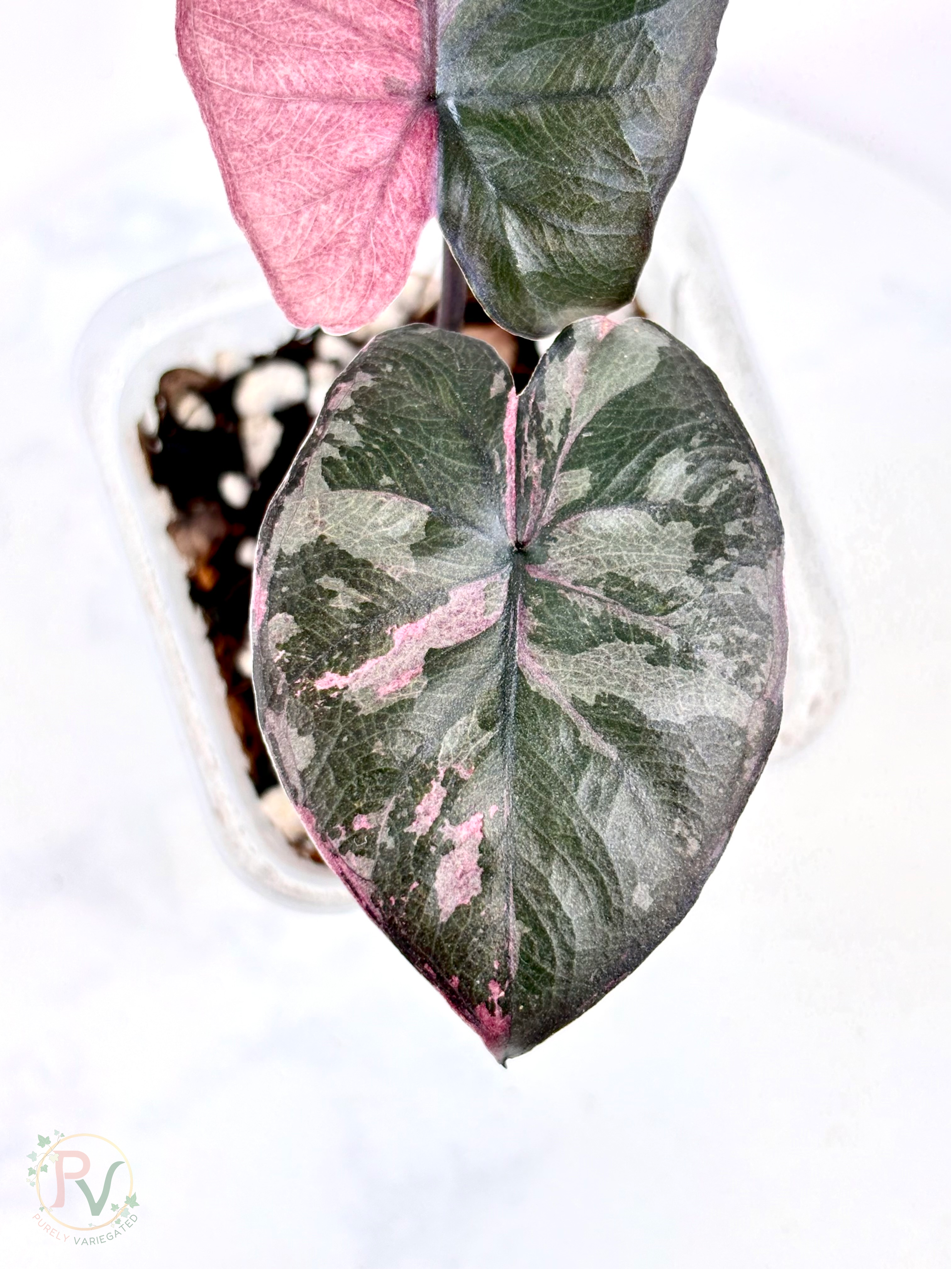 Pink Serendipity Alocasia 1
