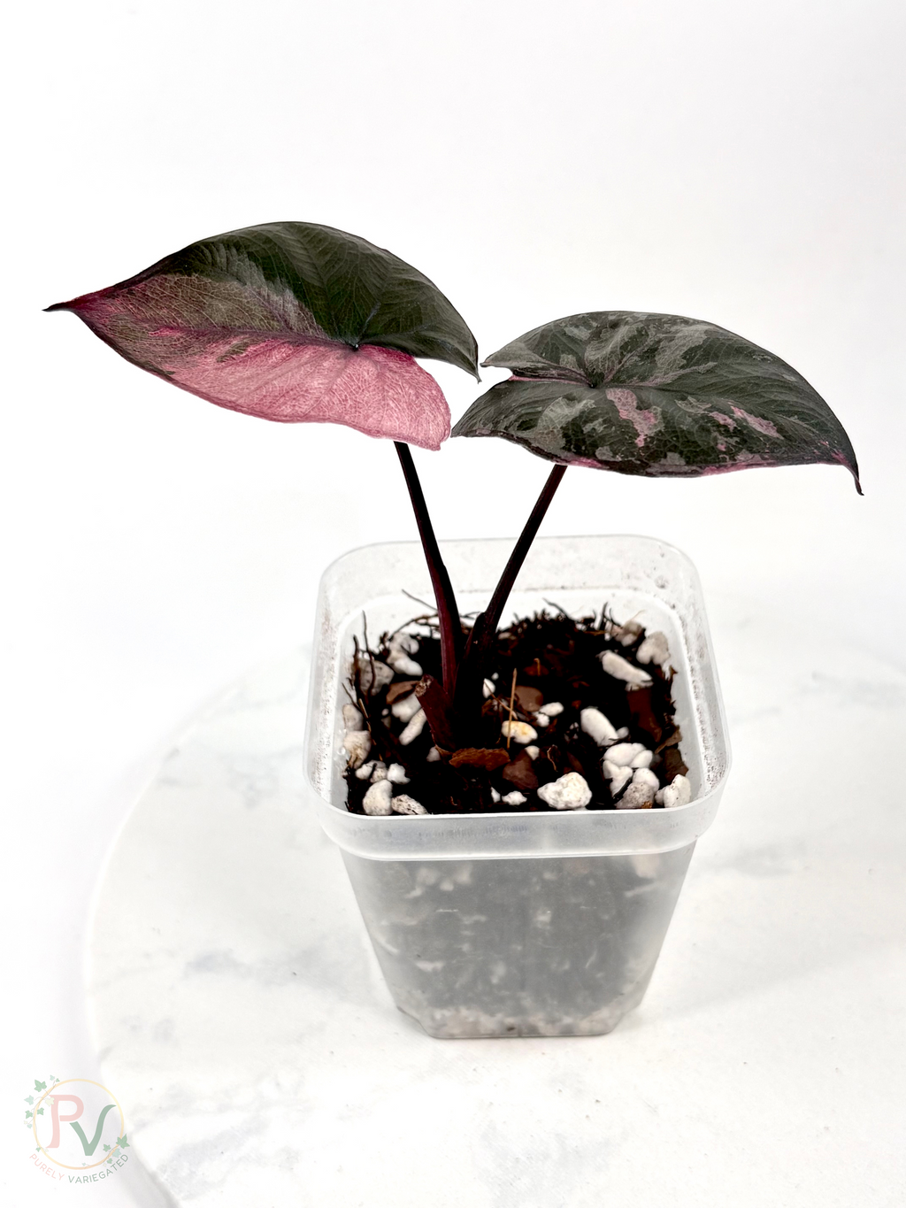 Pink Serendipity Alocasia 1