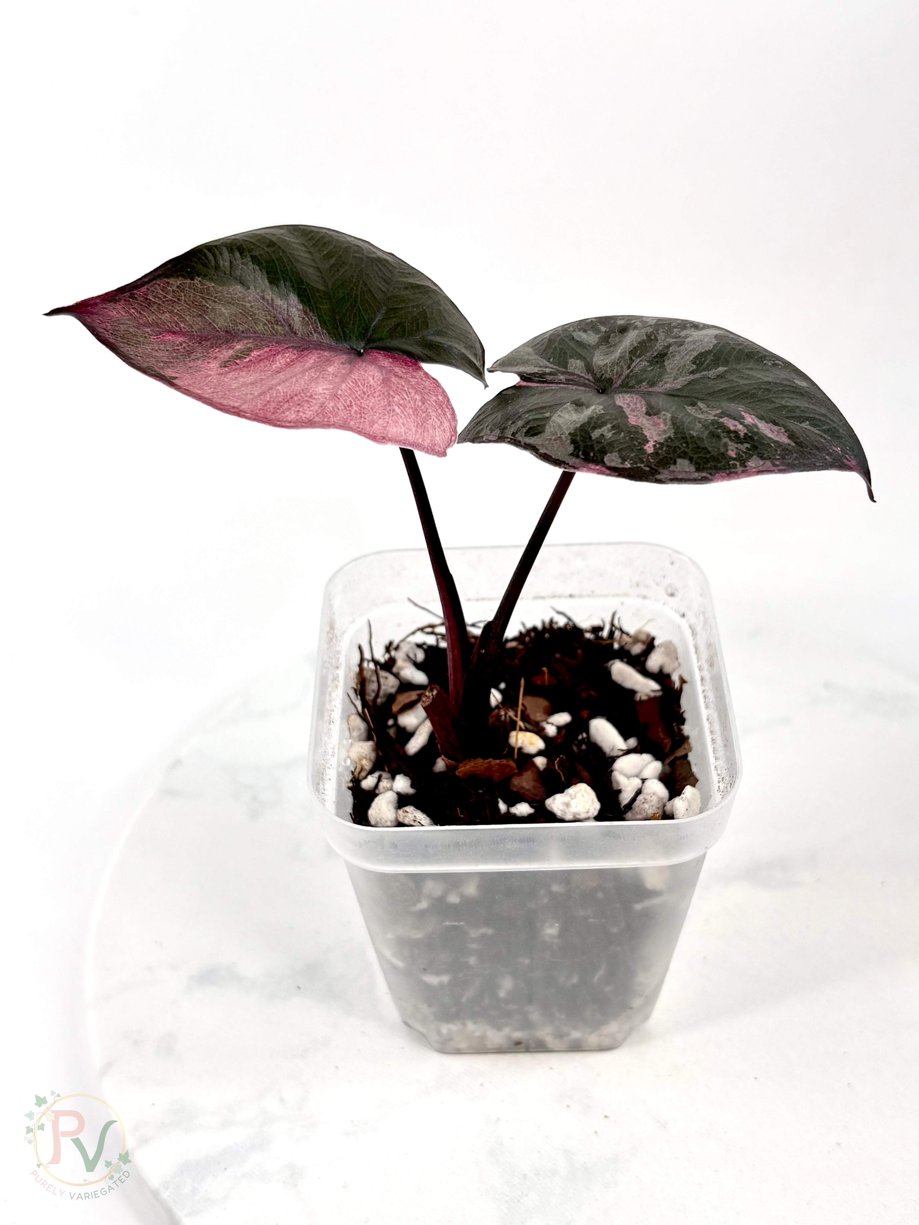 Pink Serendipity Alocasia 1