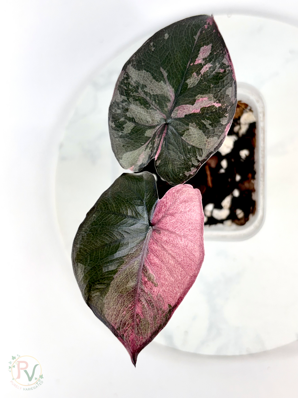 Pink Serendipity Alocasia 1