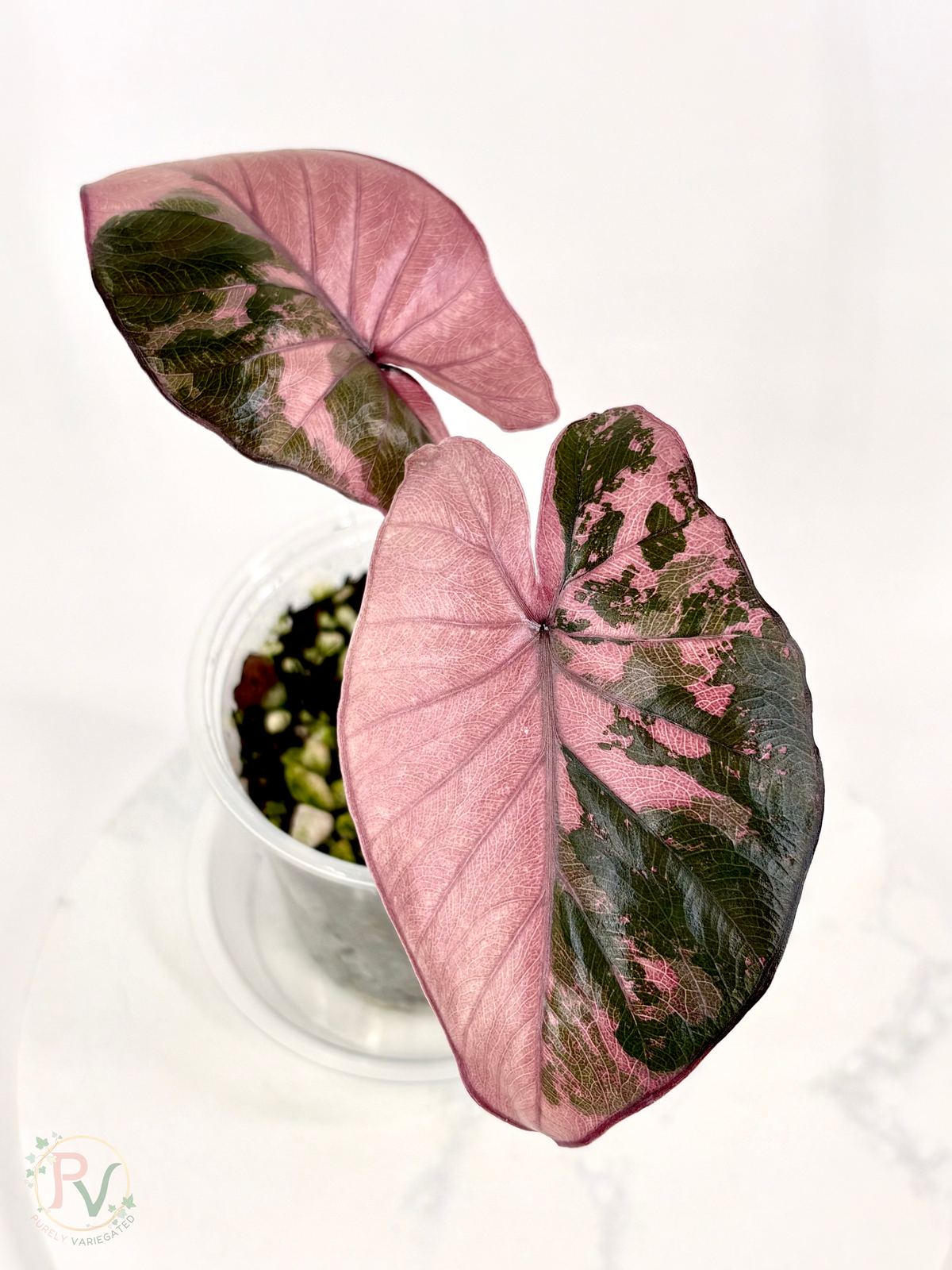 Pink Serendipity Alocasia