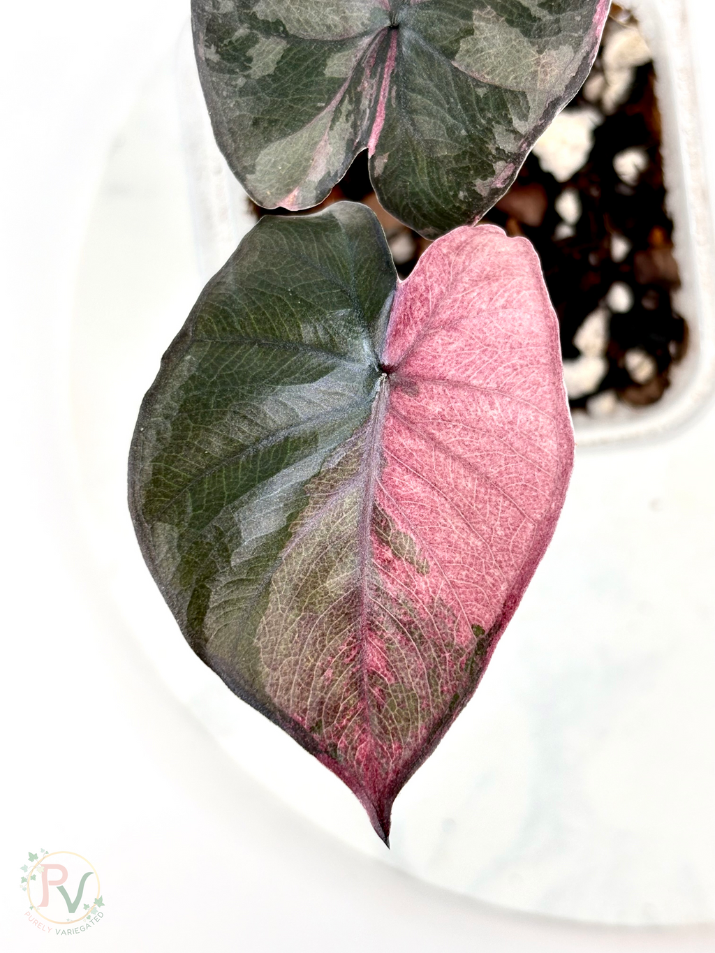 Pink Serendipity Alocasia 1