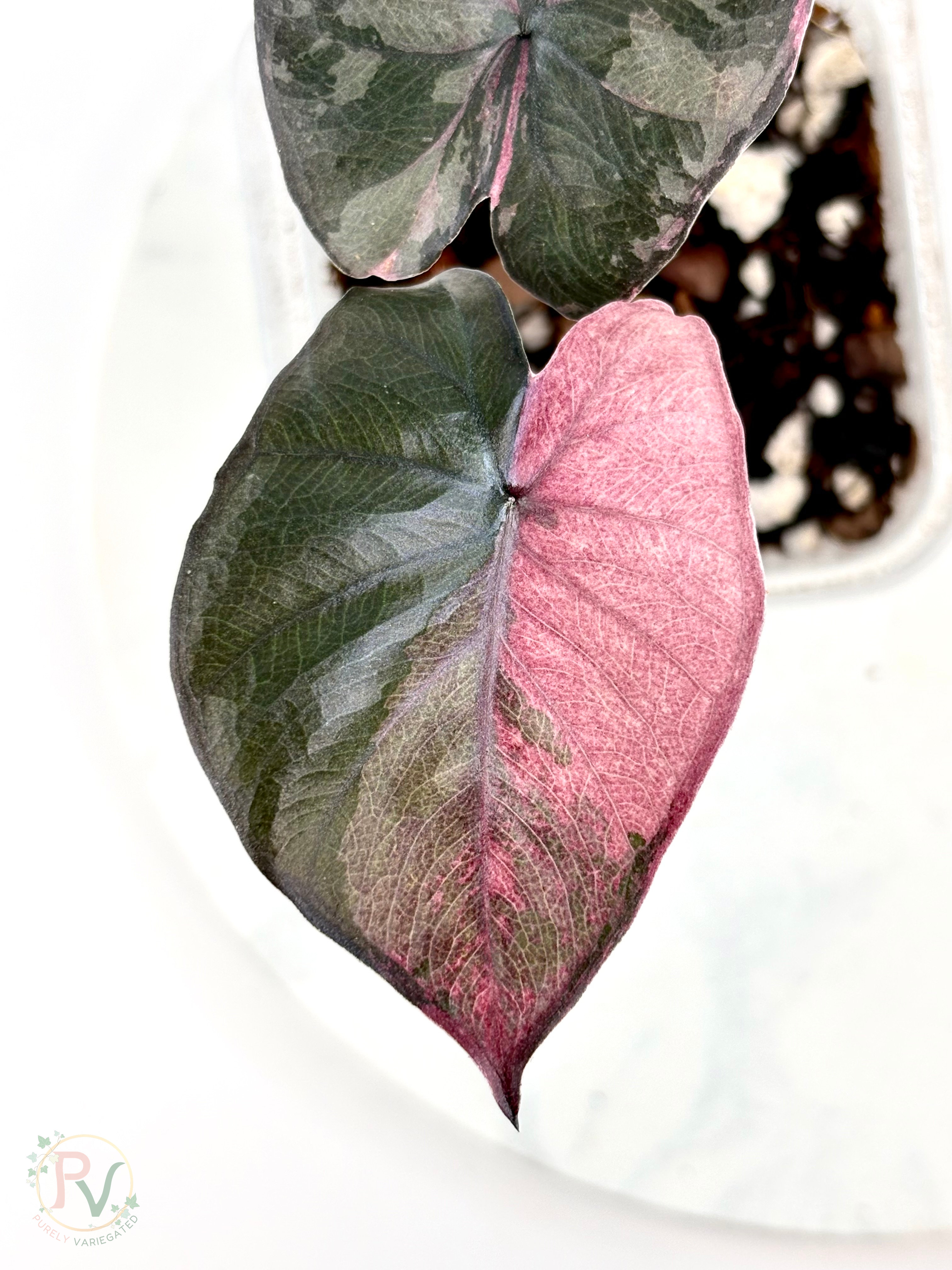 Pink Serendipity Alocasia 1