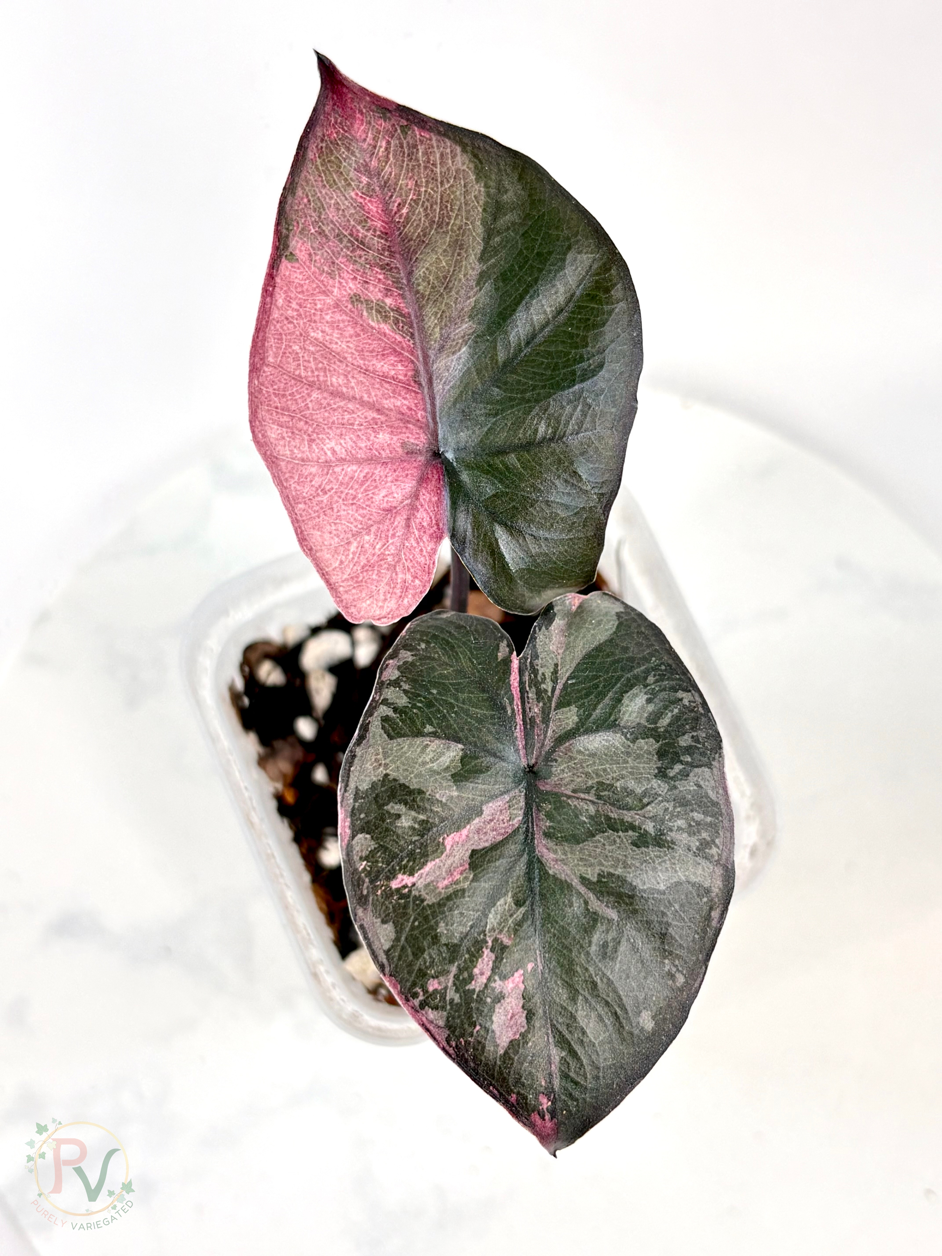 Pink Serendipity Alocasia 1