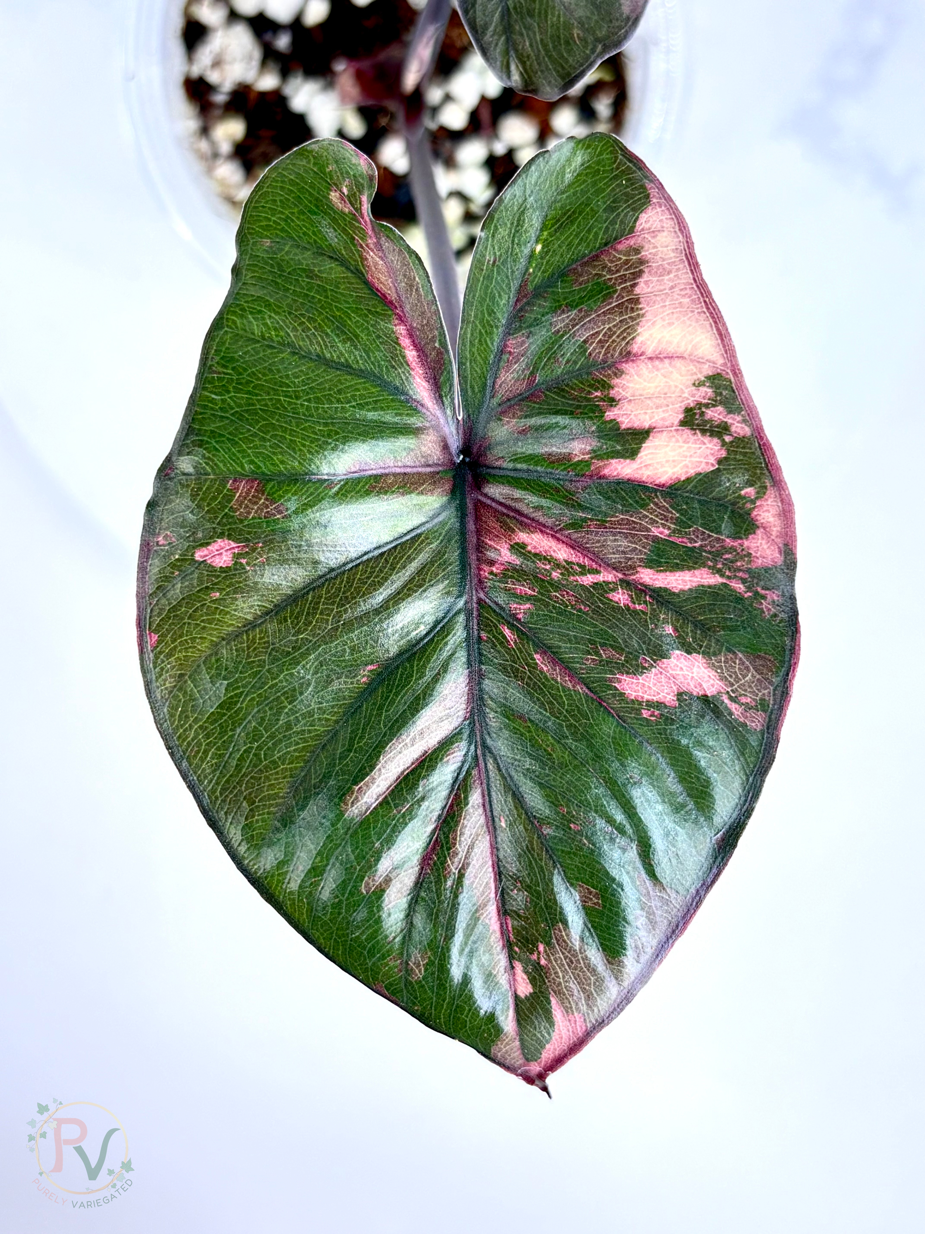 Pink Serendipity Alocasia - Mother Plant 1