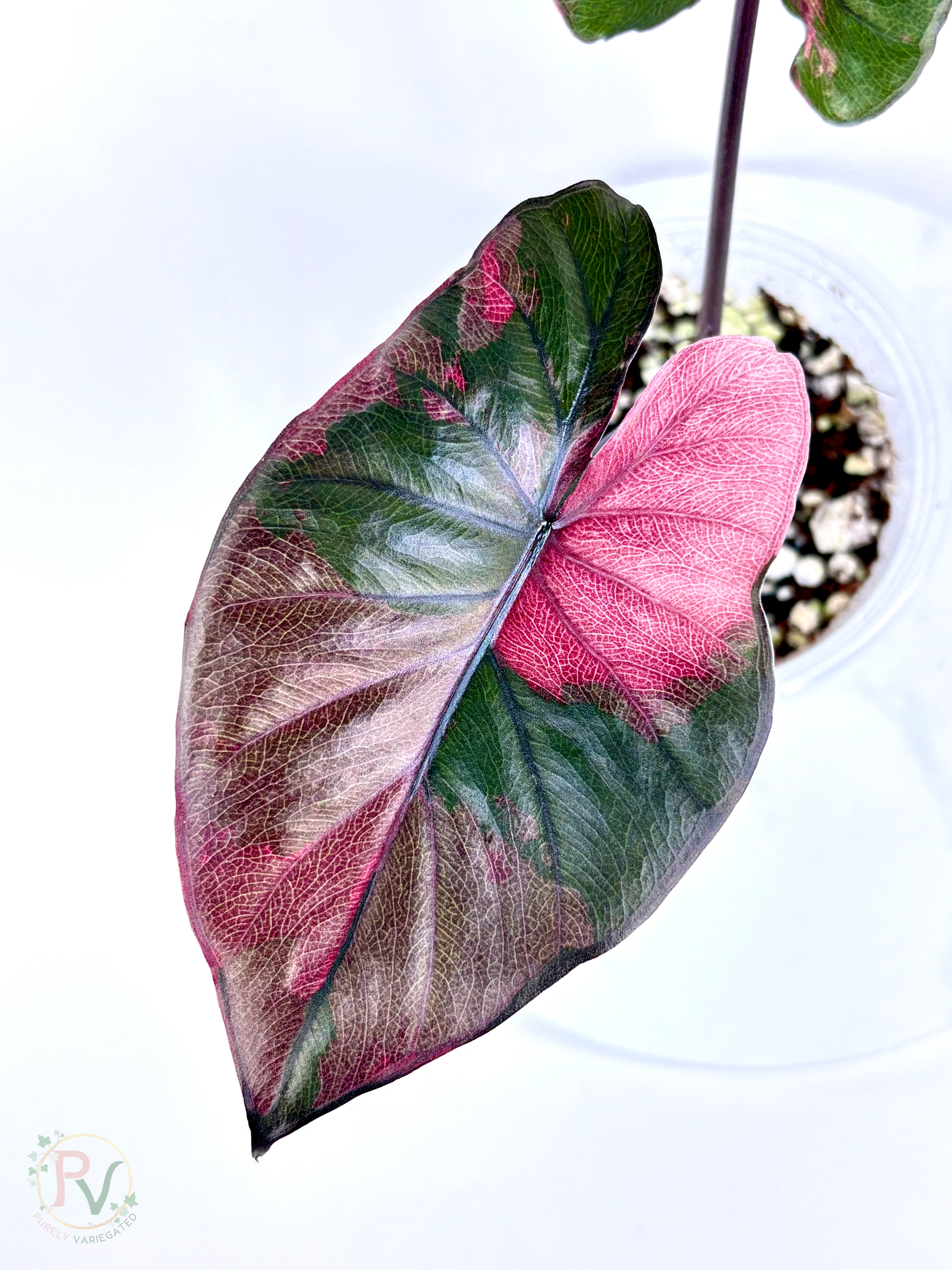 Pink Serendipity Alocasia - Mother Plant 1