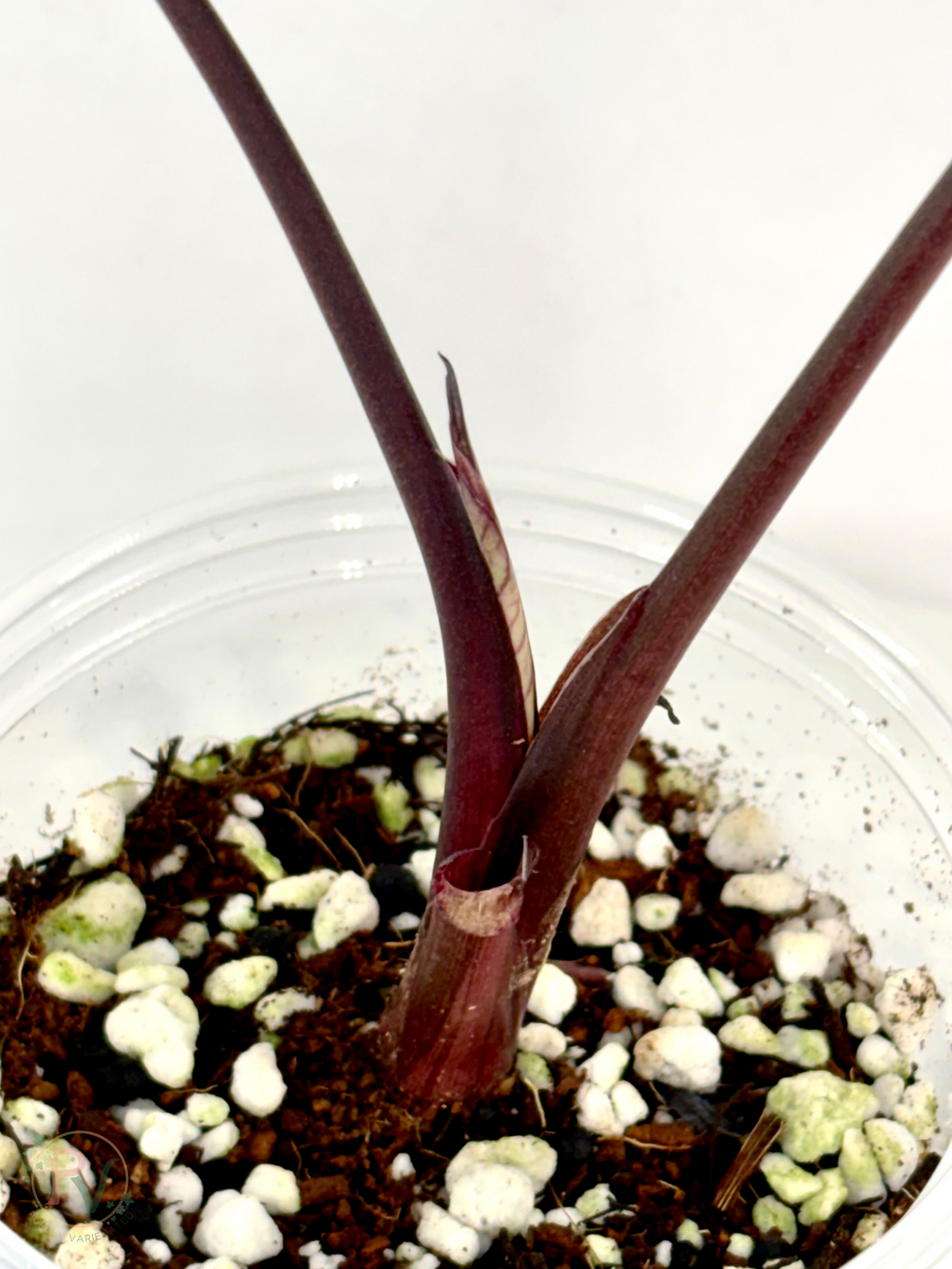 Pink Serendipity Alocasia - Mother Plant 1