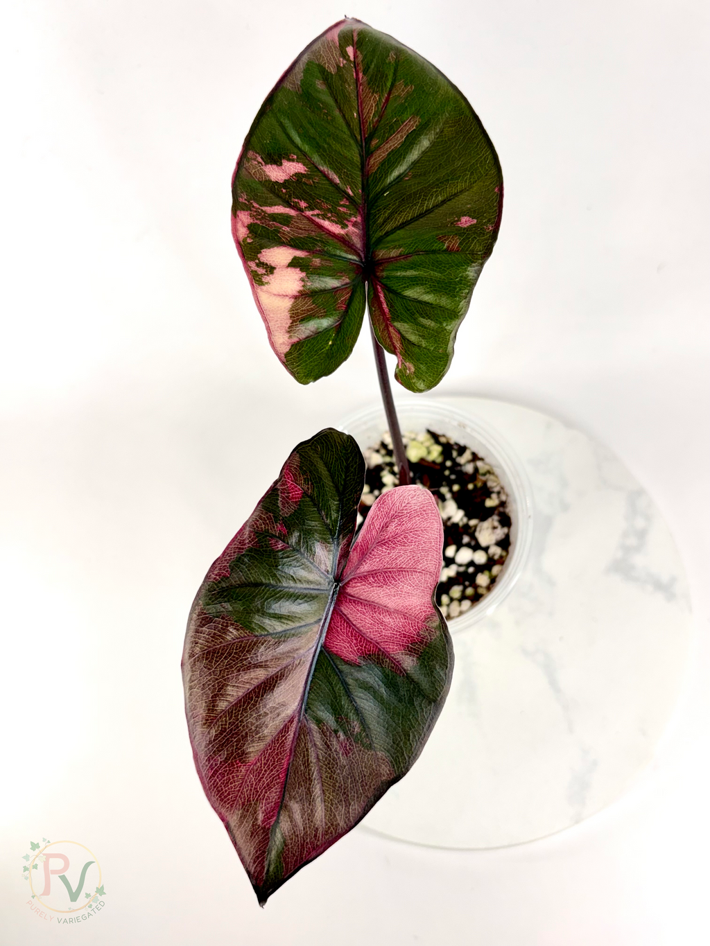 Pink Serendipity Alocasia - Mother Plant 1