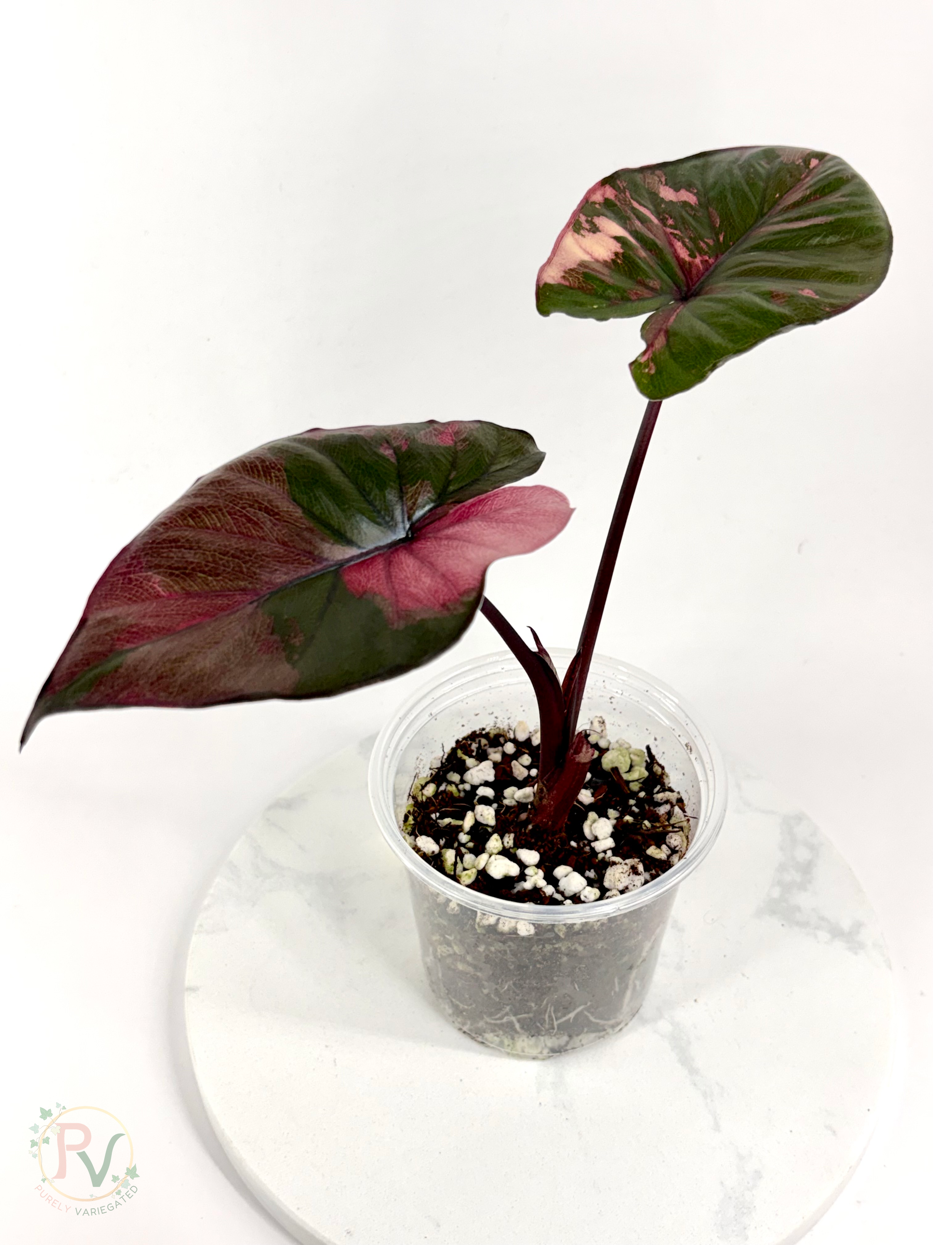 Pink Serendipity Alocasia - Mother Plant 1