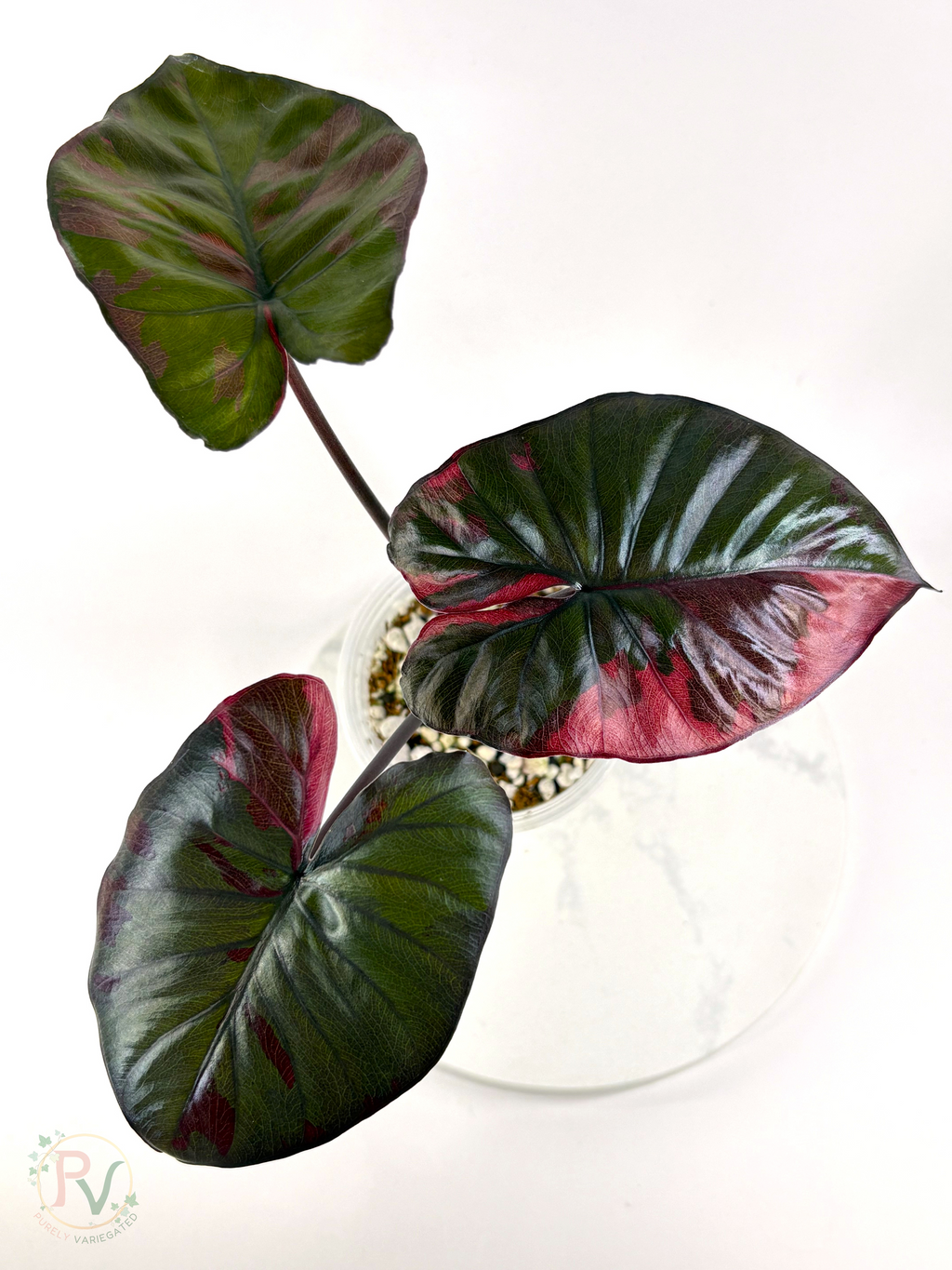 Pink Serendipity Alocasia - Mother Plant 2