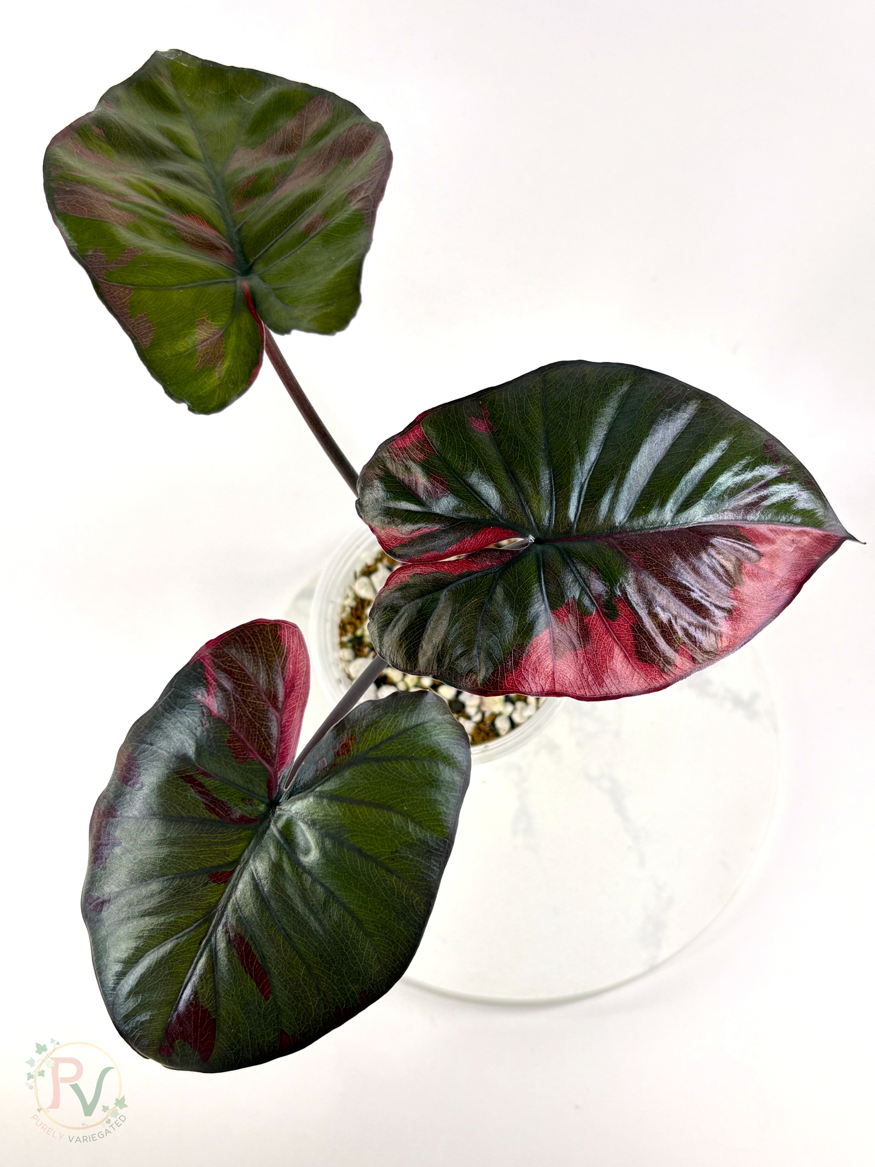 Pink Serendipity Alocasia - Mother Plant 2