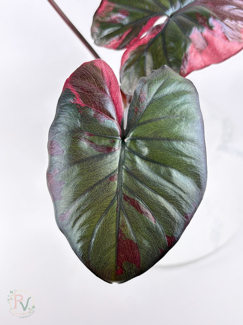 Pink Serendipity Alocasia - Mother Plant 2