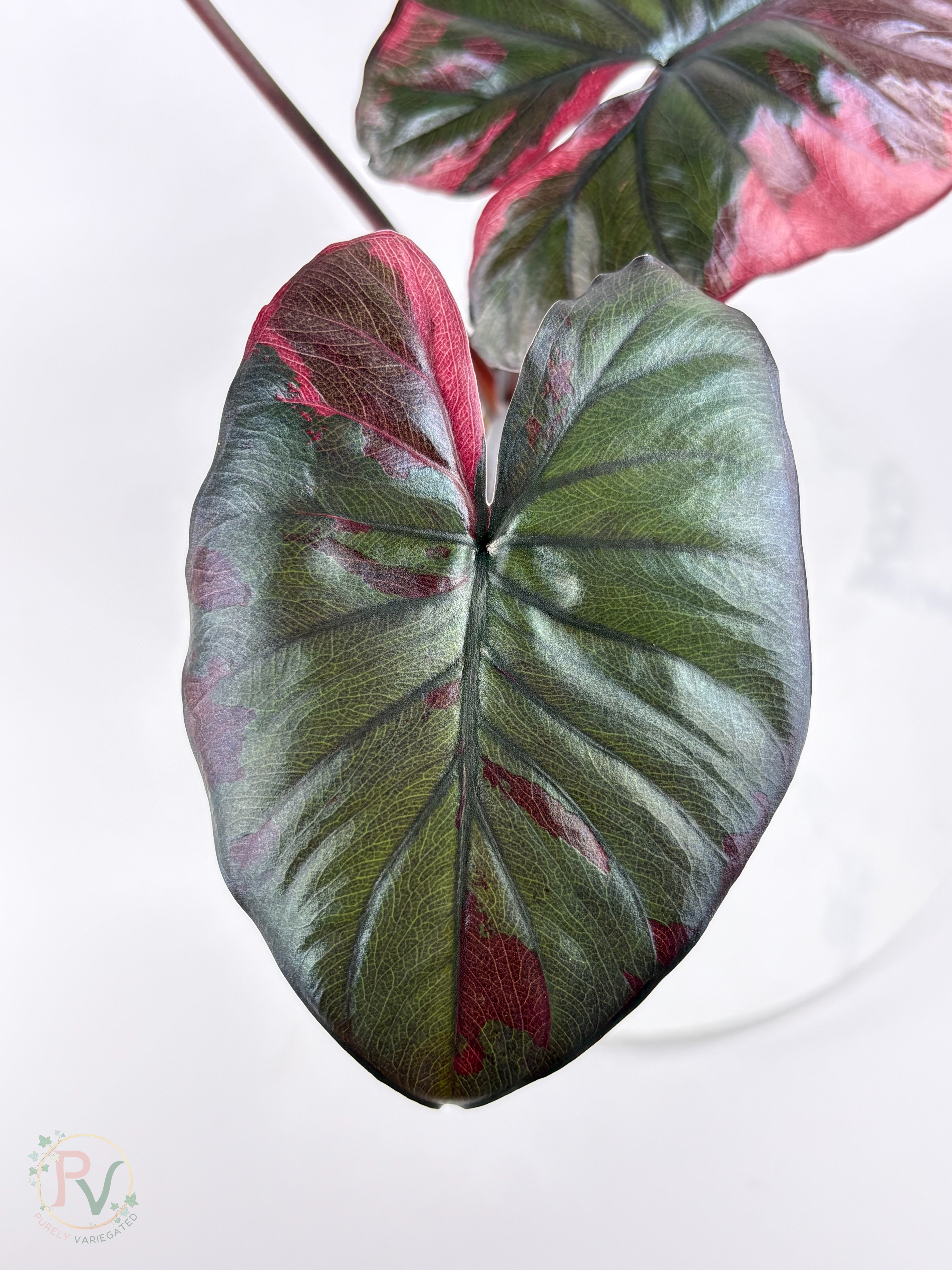Pink Serendipity Alocasia - Mother Plant 2