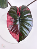Pink Serendipity Alocasia - Mother Plant 2