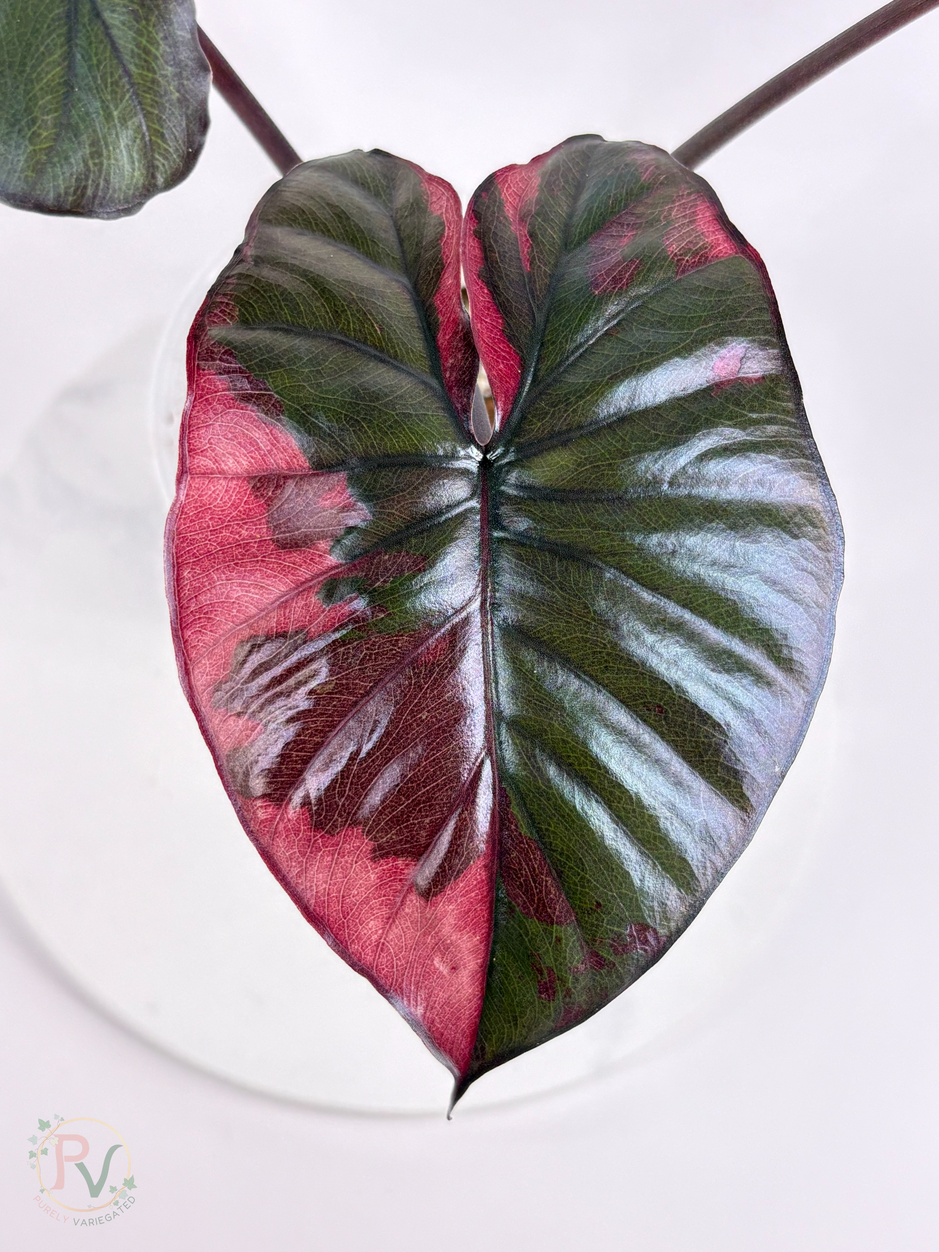 Pink Serendipity Alocasia - Mother Plant 2