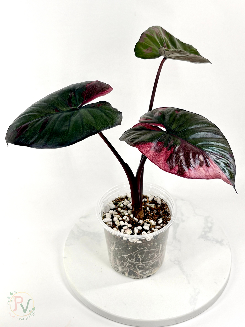 Pink Serendipity Alocasia - Mother Plant 2