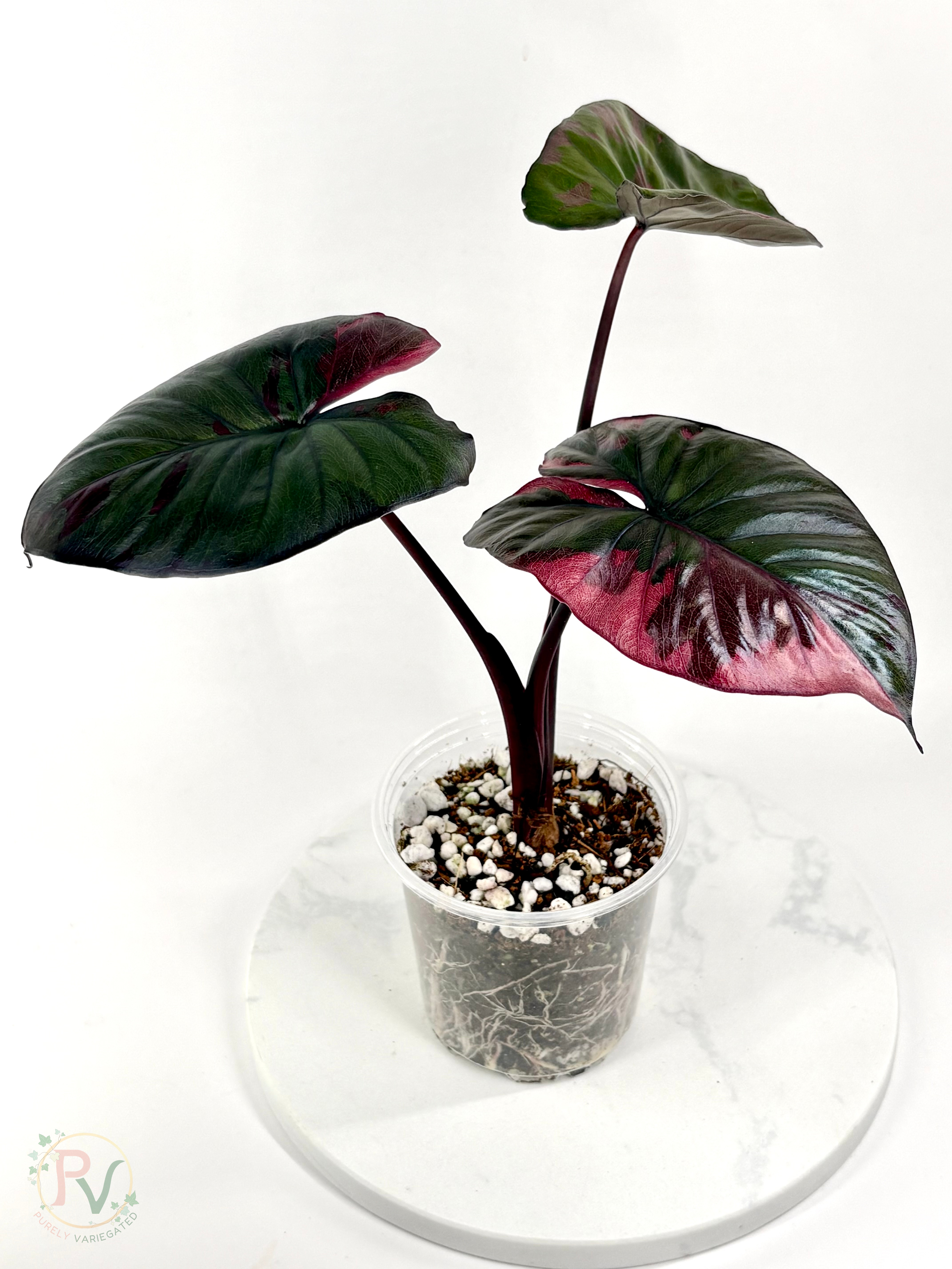 Pink Serendipity Alocasia - Mother Plant 2