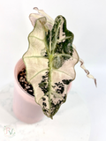 Pink Thai Amazonica Alocasia - Corming Size 1