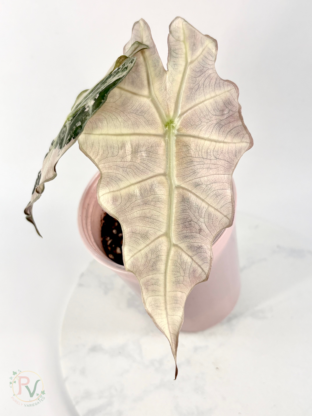 Pink Thai Amazonica Alocasia - Corming Size 1
