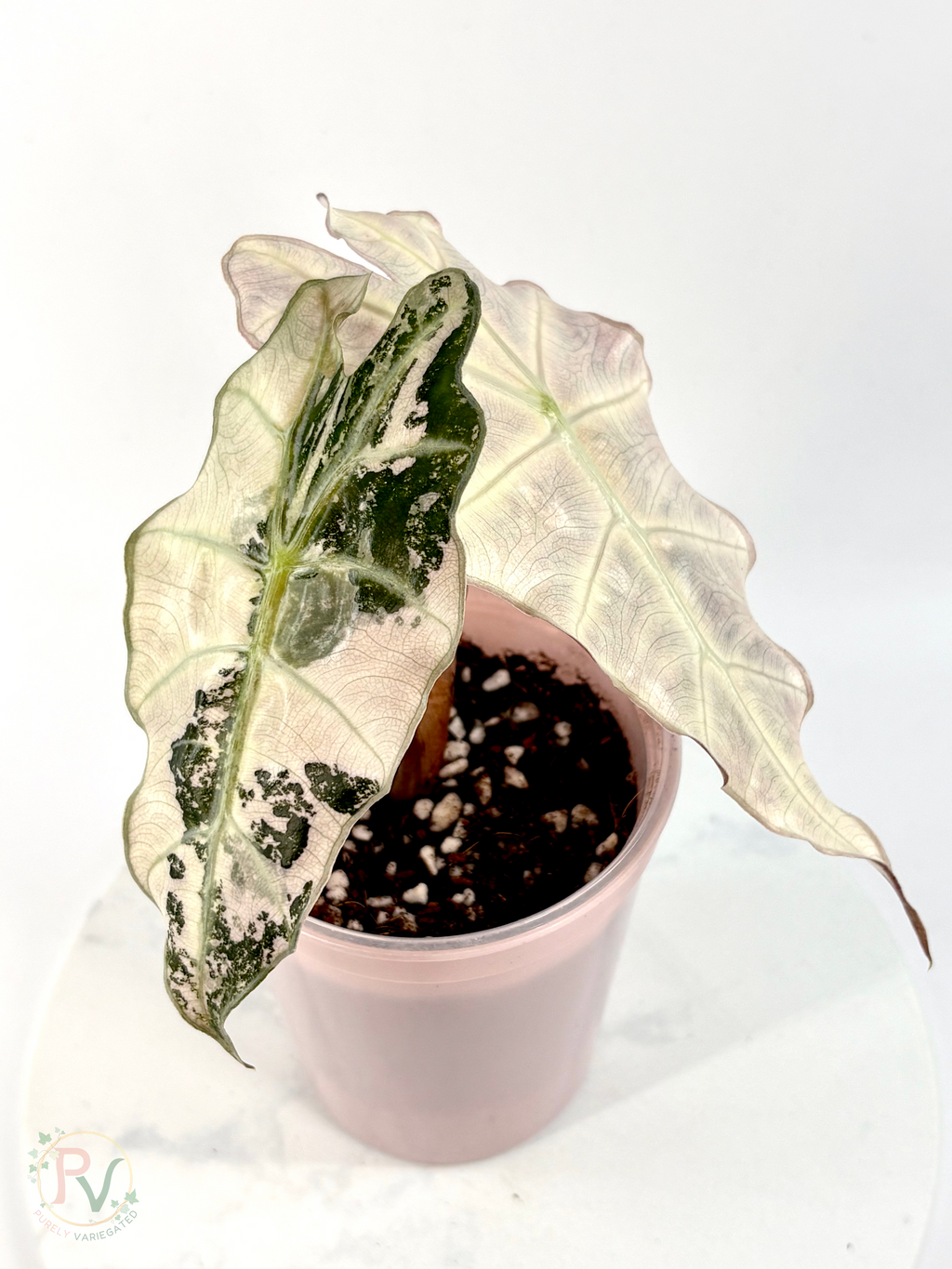 Pink Thai Amazonica Alocasia - Corming Size 1