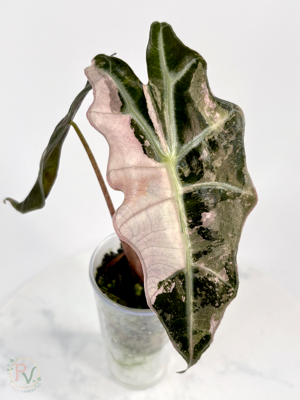 Pink Thai Amazonica Alocasia - Teen Size