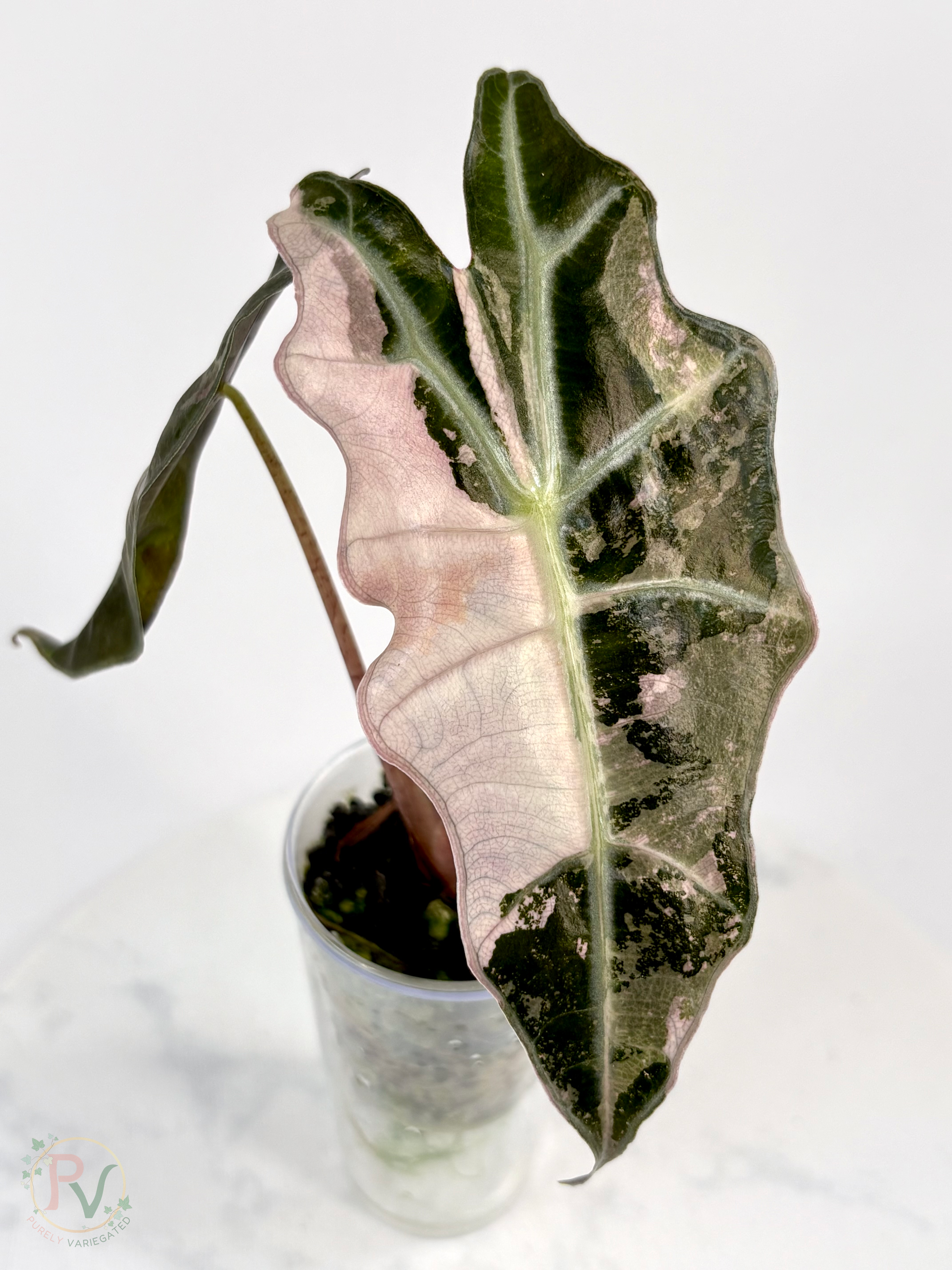 Pink Thai Amazonica Alocasia - Teen Size