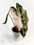 Pink Thai Amazonica Alocasia - Teen Size
