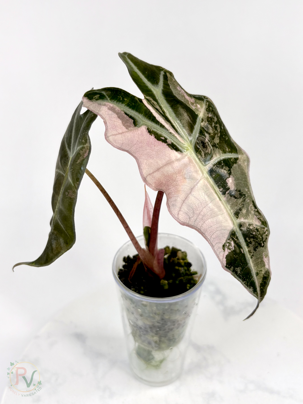 Pink Thai Amazonica Alocasia - Teen Size