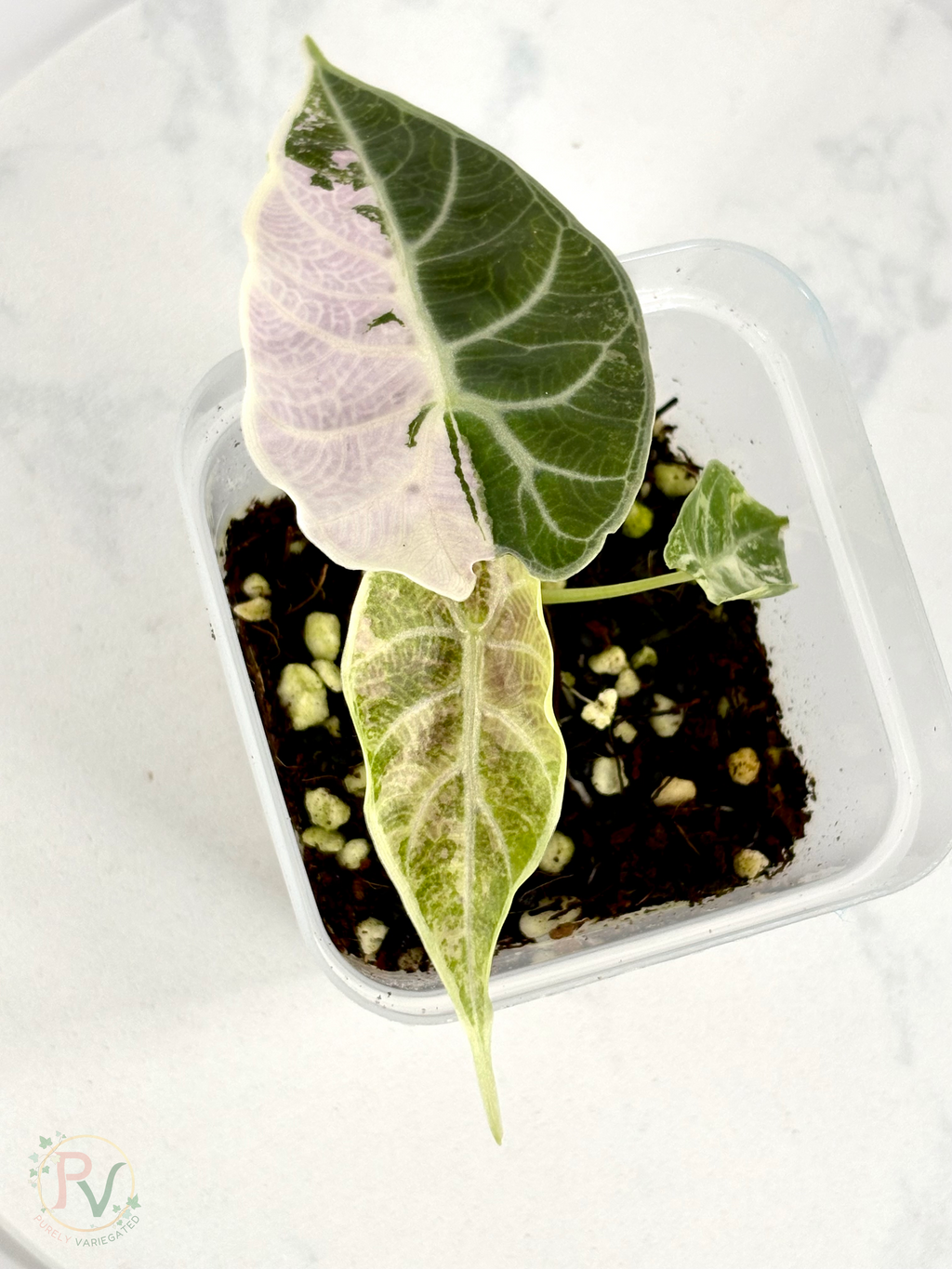 Pink Watsoniana Alocasia