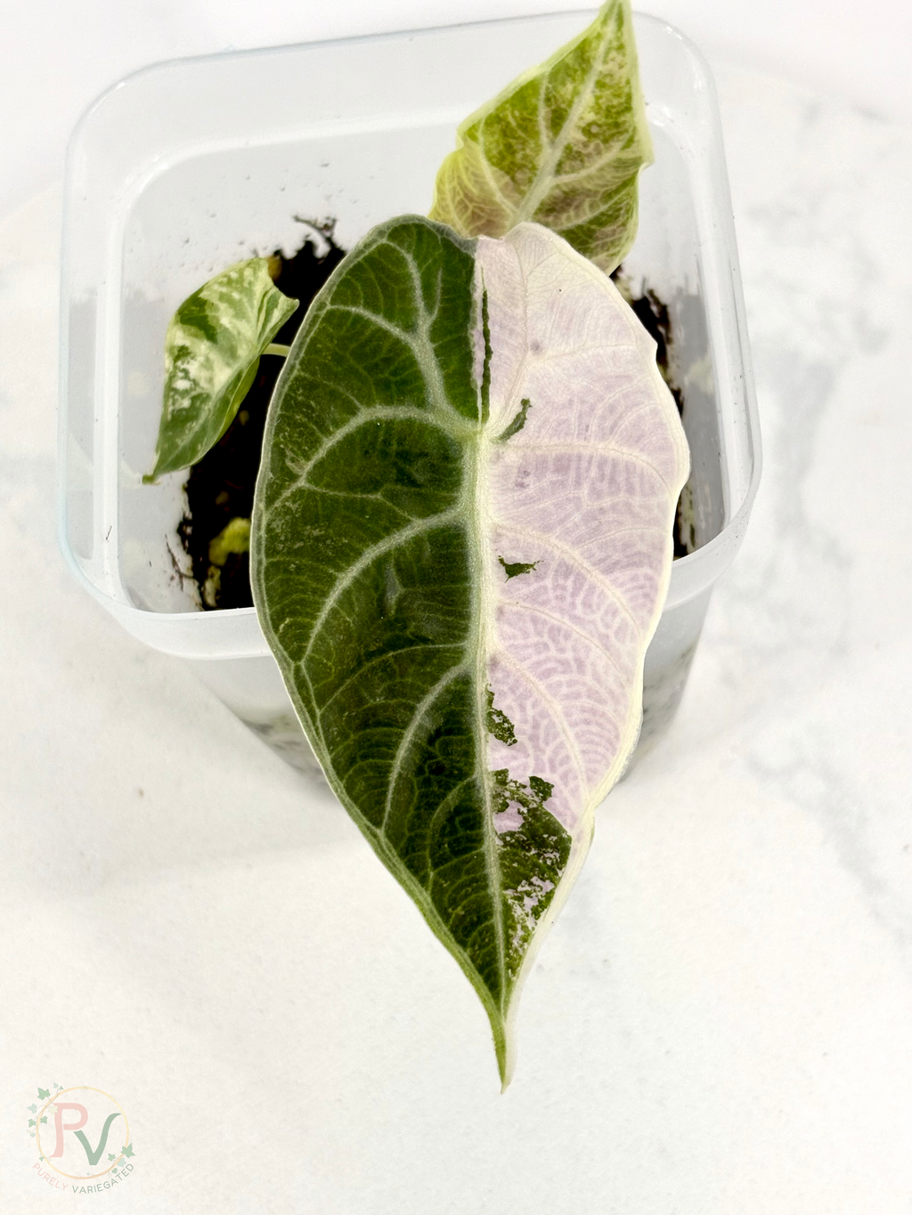 Pink Watsoniana Alocasia