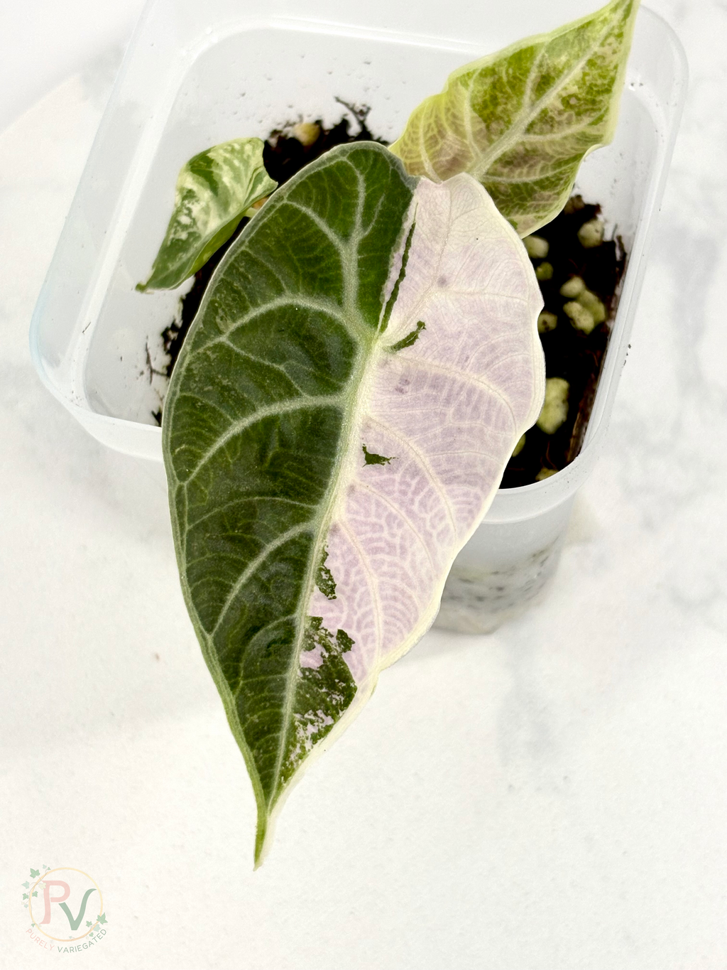 Pink Watsoniana Alocasia