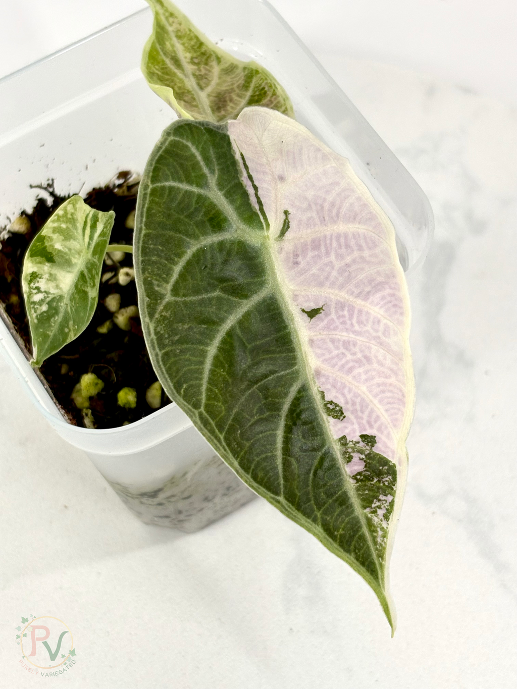 Pink Watsoniana Alocasia