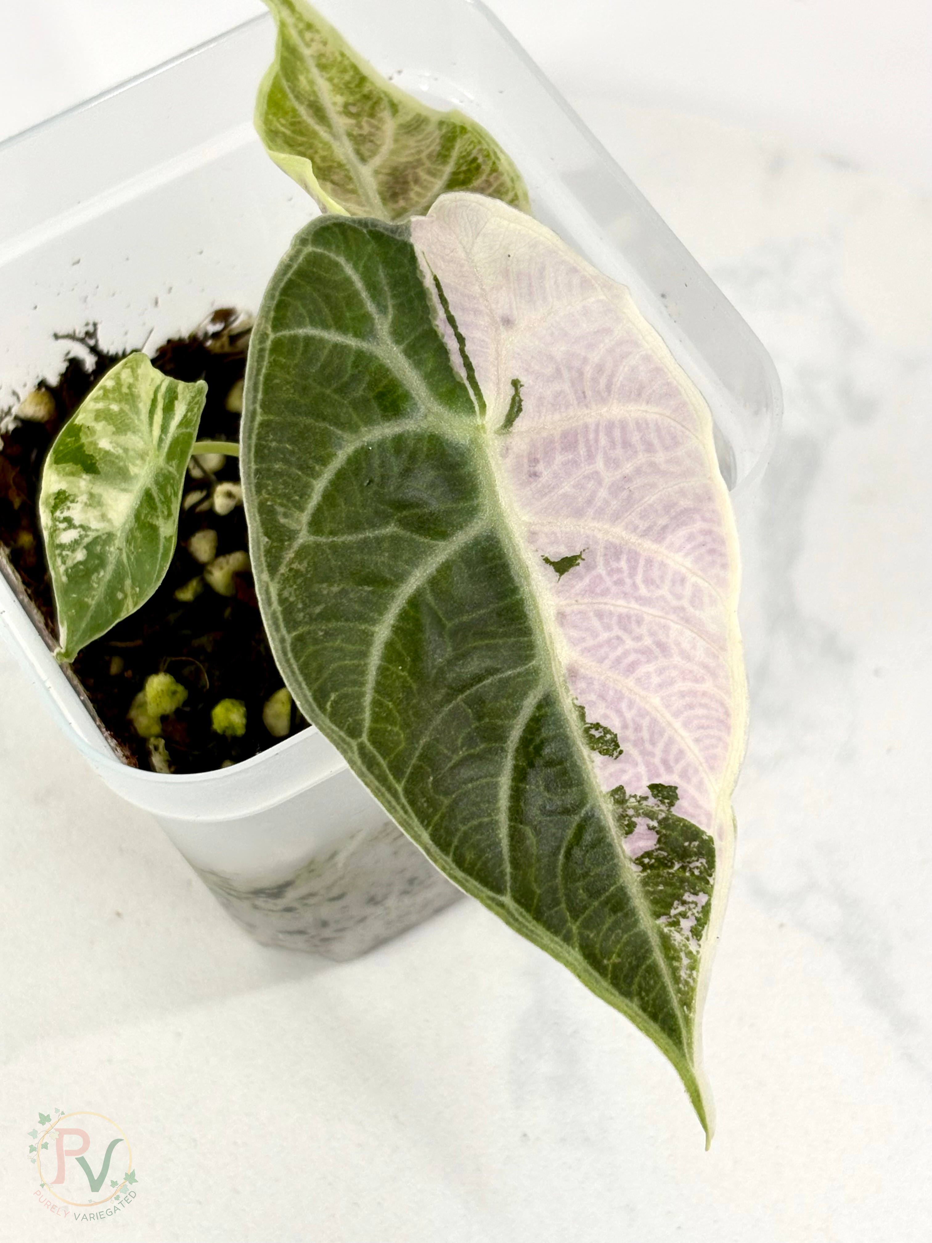 Pink Watsoniana Alocasia