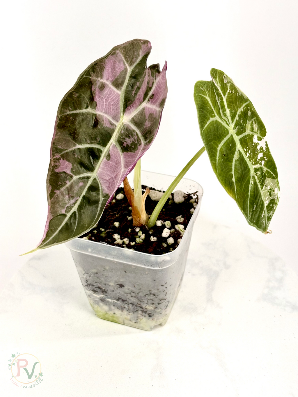 Pink Watsoniana Doff Alocasia - Teen Size