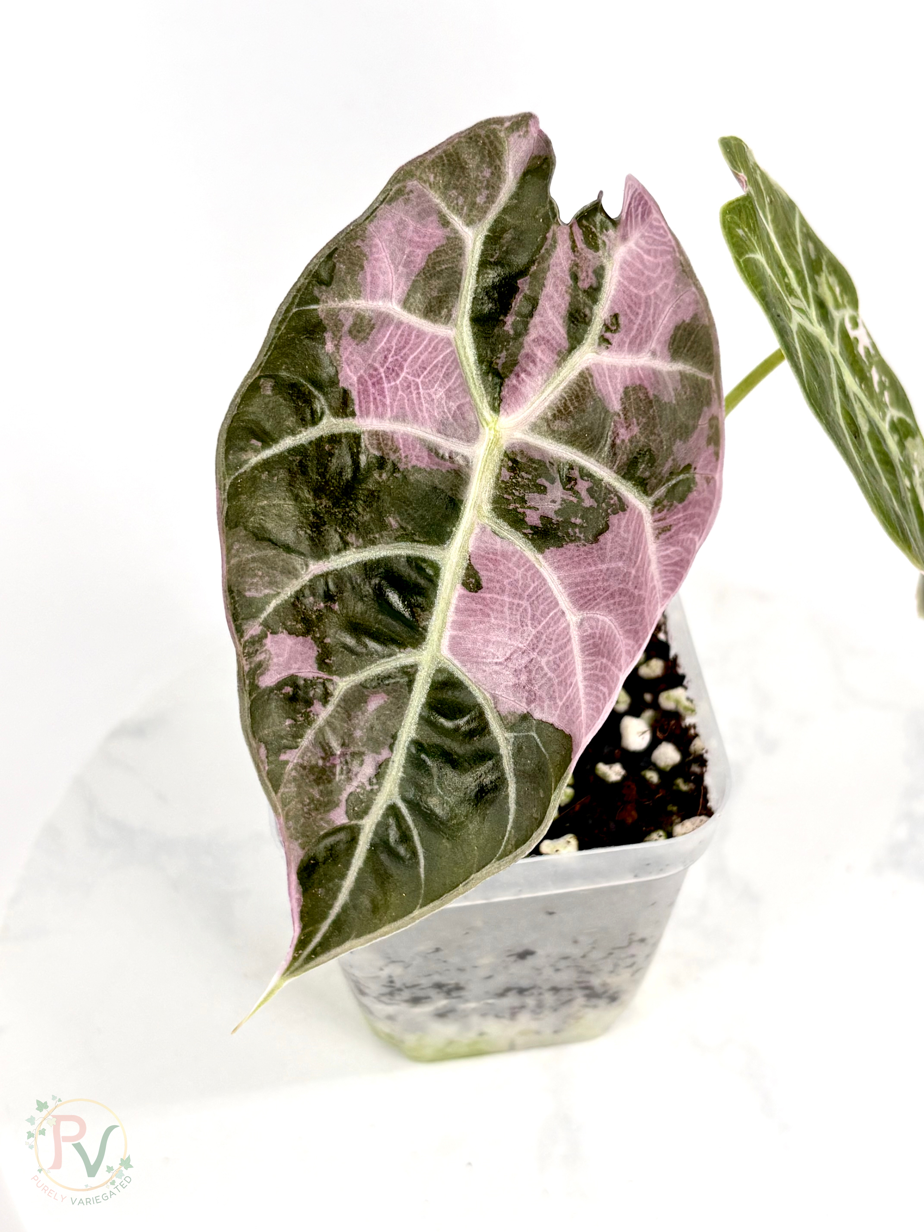Pink Watsoniana Doff Alocasia - Teen Size