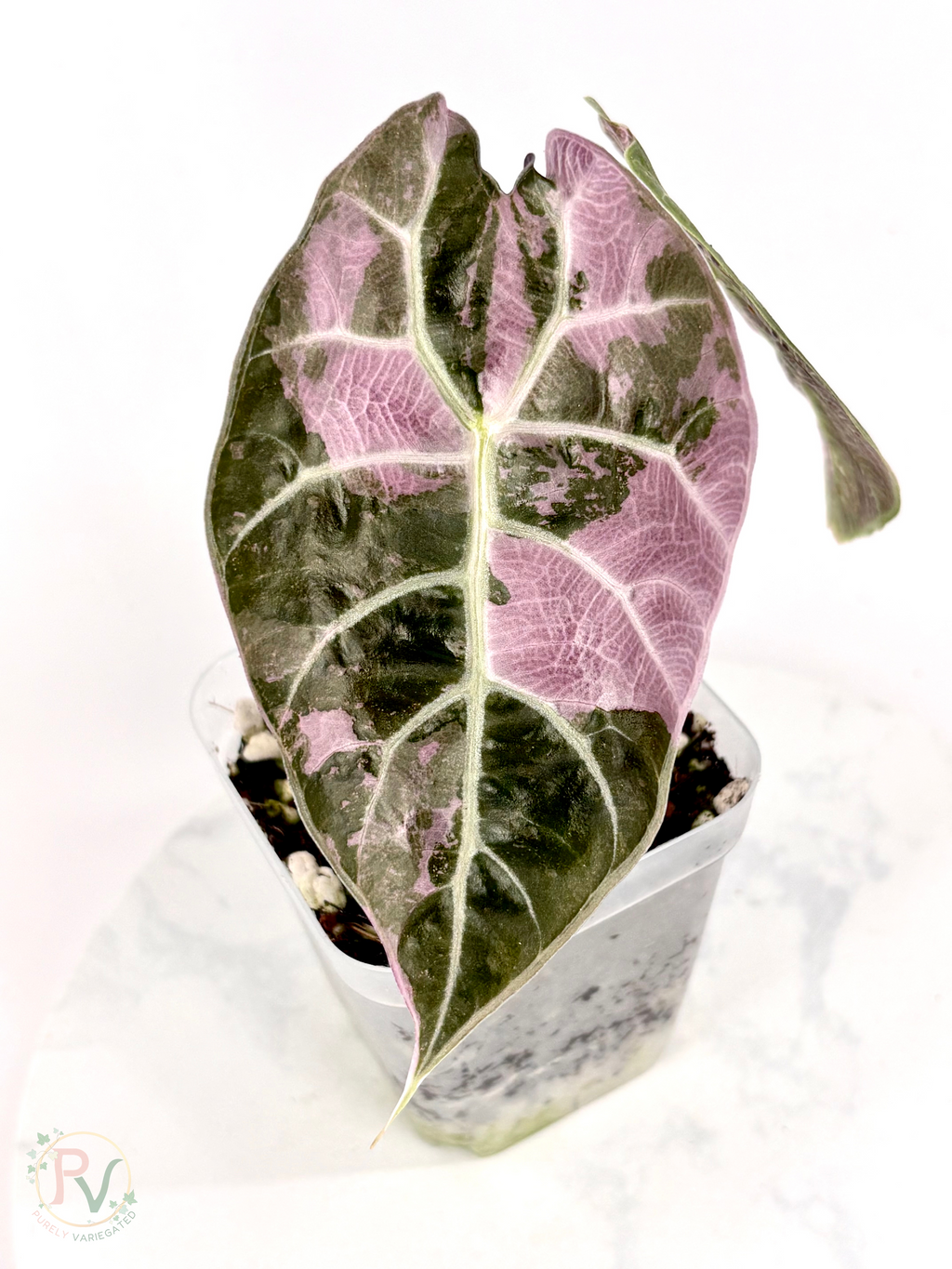 Pink Watsoniana Doff Alocasia - Teen Size