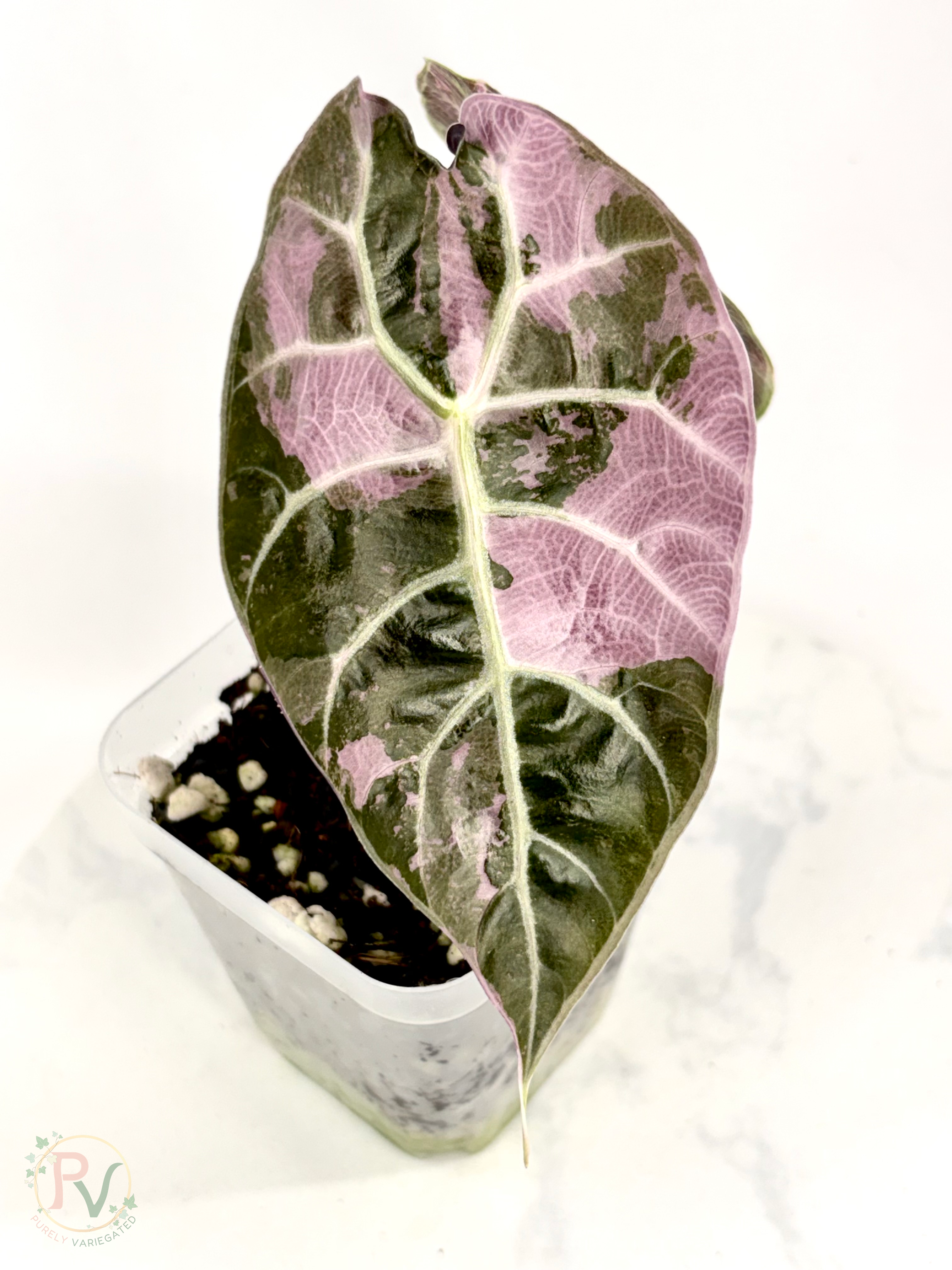 Pink Watsoniana Doff Alocasia - Teen Size