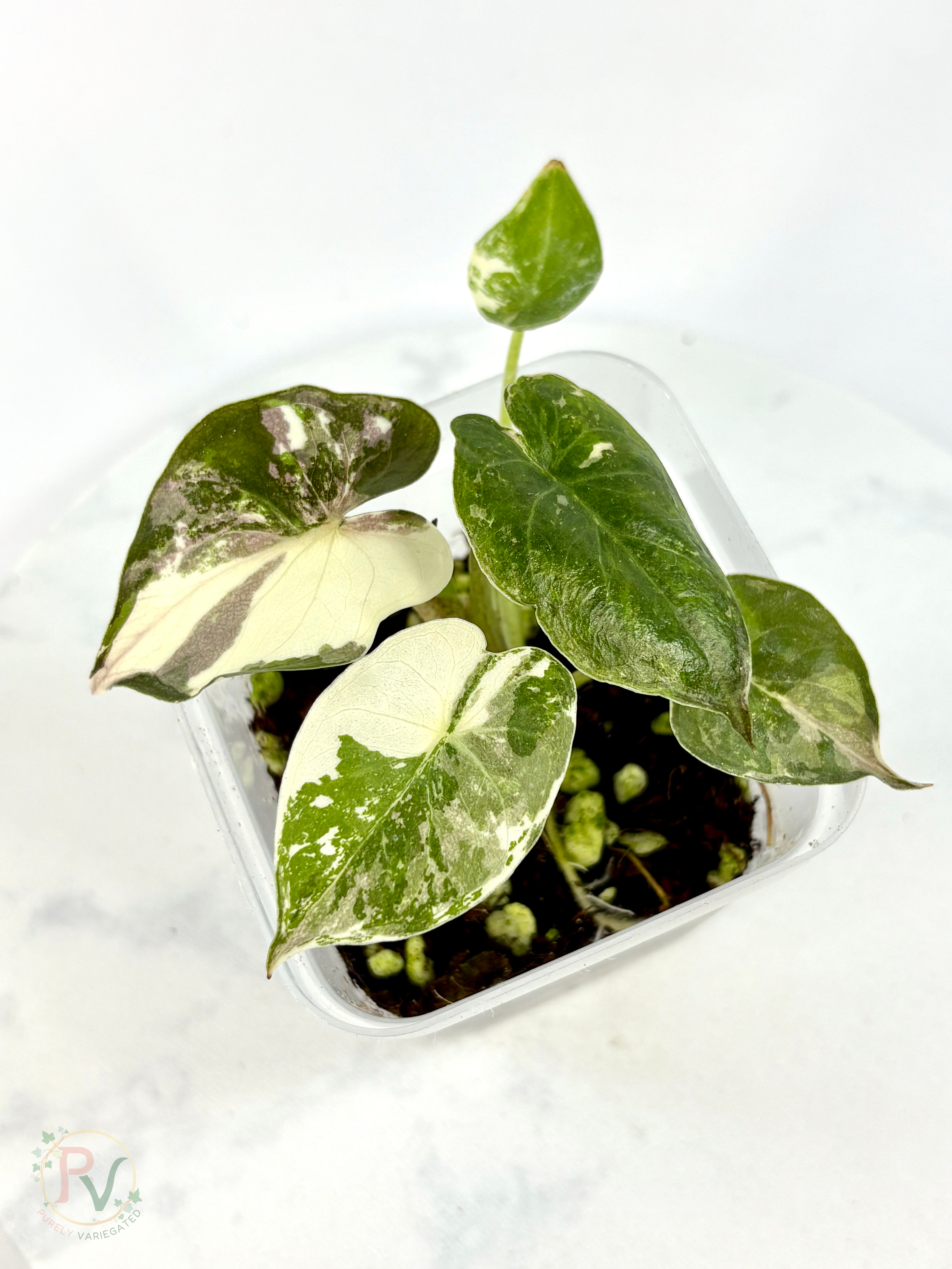 Pink Albo Wentii Alocasia 2