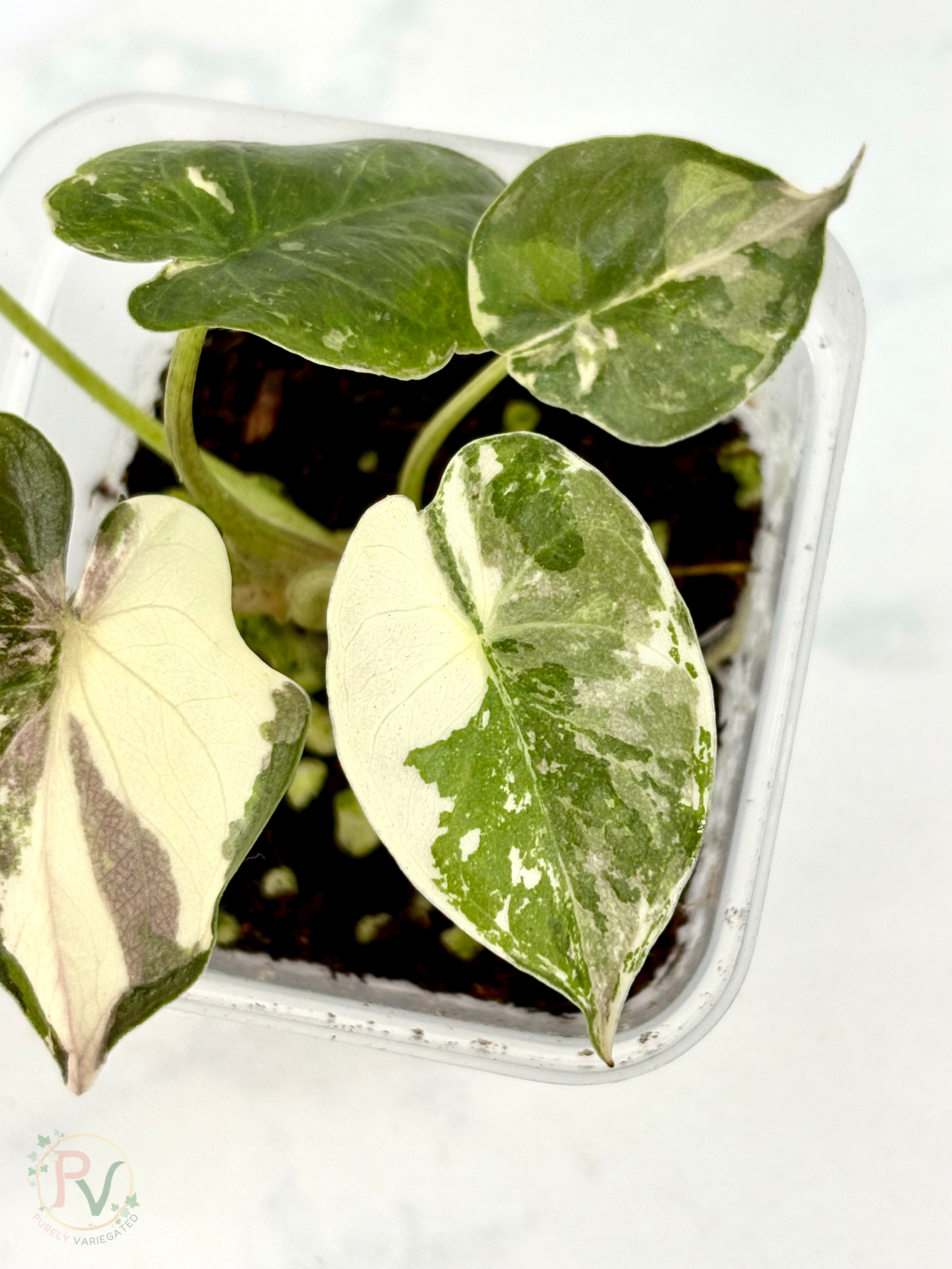 Pink Albo Wentii Alocasia 2