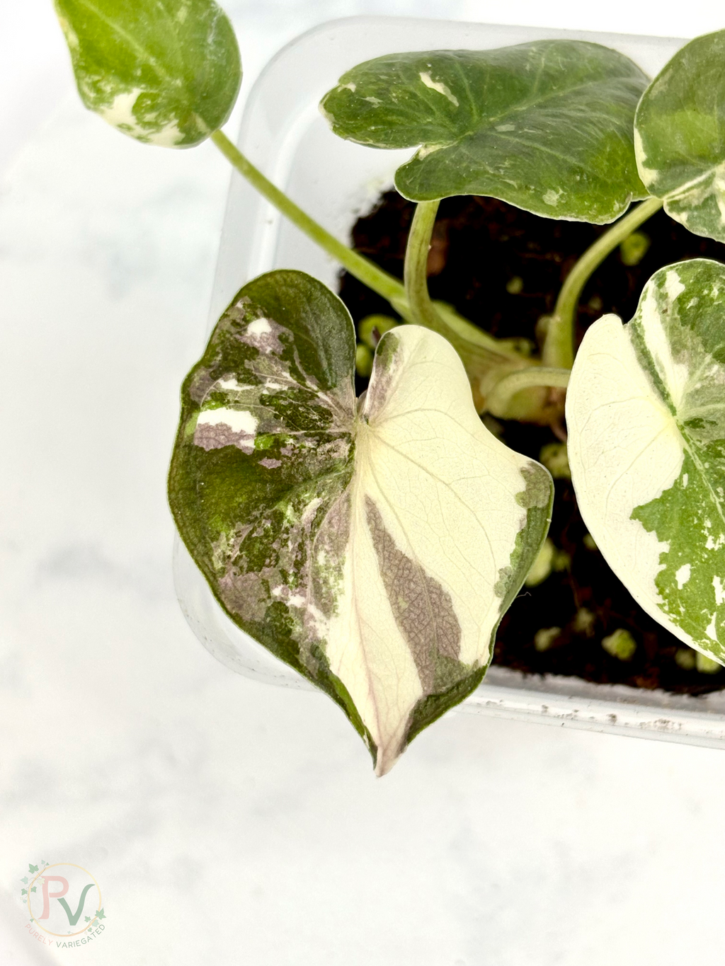 Pink Albo Wentii Alocasia 2