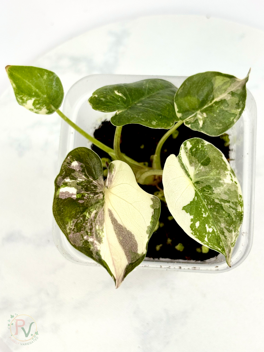 Pink Albo Wentii Alocasia 2